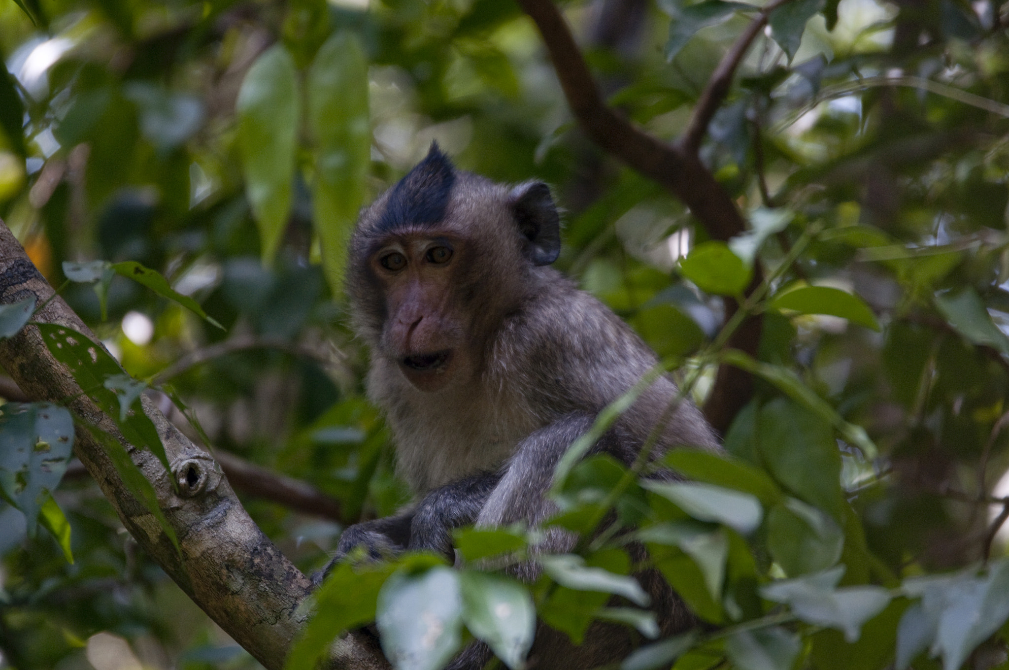 Nikon D300S + Sigma 120-400mm F4.5-5.6 DG OS HSM sample photo. Surprised monkey photography