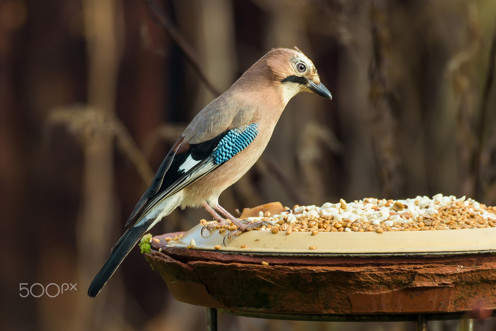 Sigma 50-500mm F4.5-6.3 DG OS HSM sample photo. Eurasian jay photography