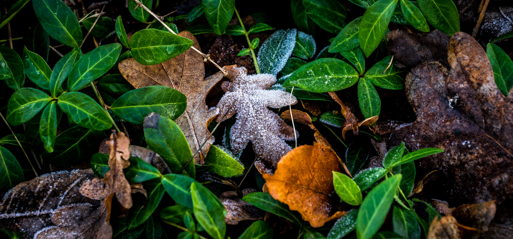 Sony a7 sample photo. Leaf...salad photography