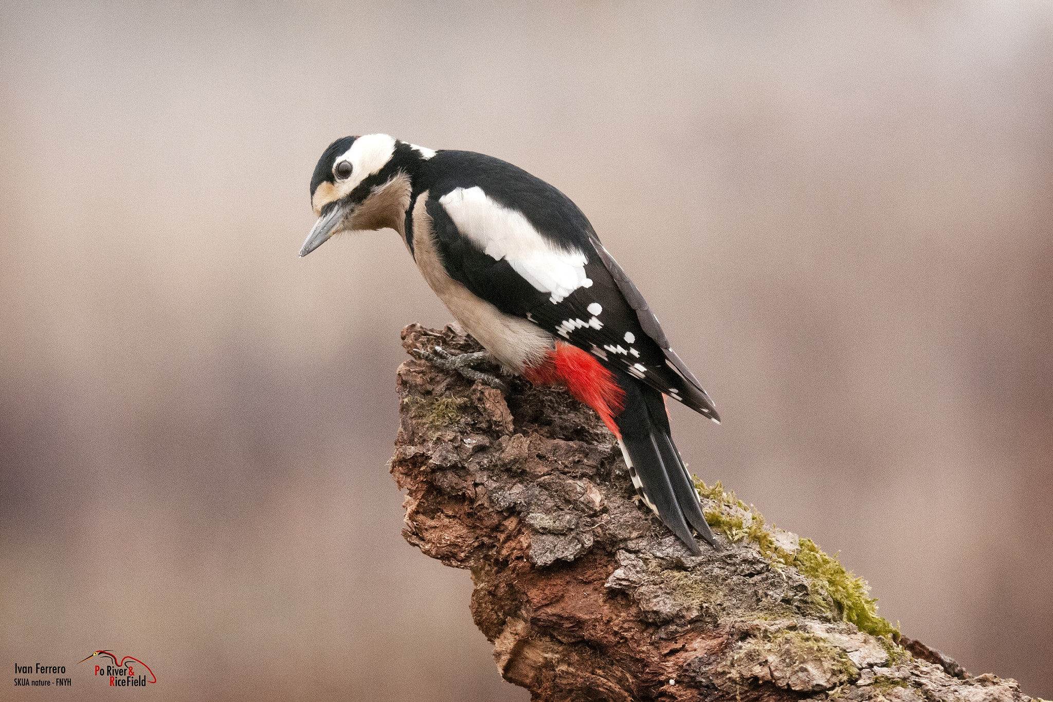 Sigma 150-600mm F5-6.3 DG OS HSM | S sample photo