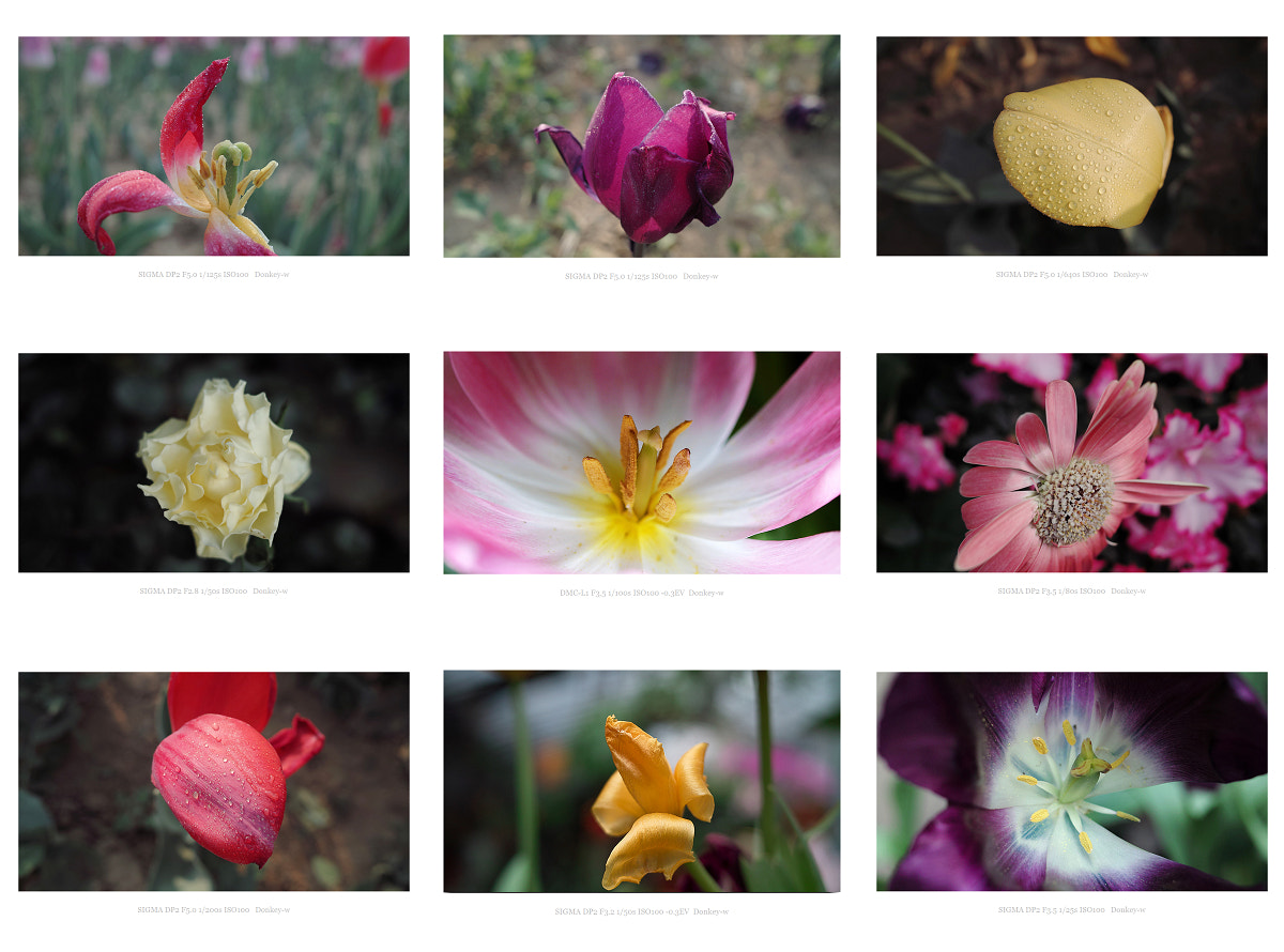 Sigma DP2 sample photo. Flowers photography