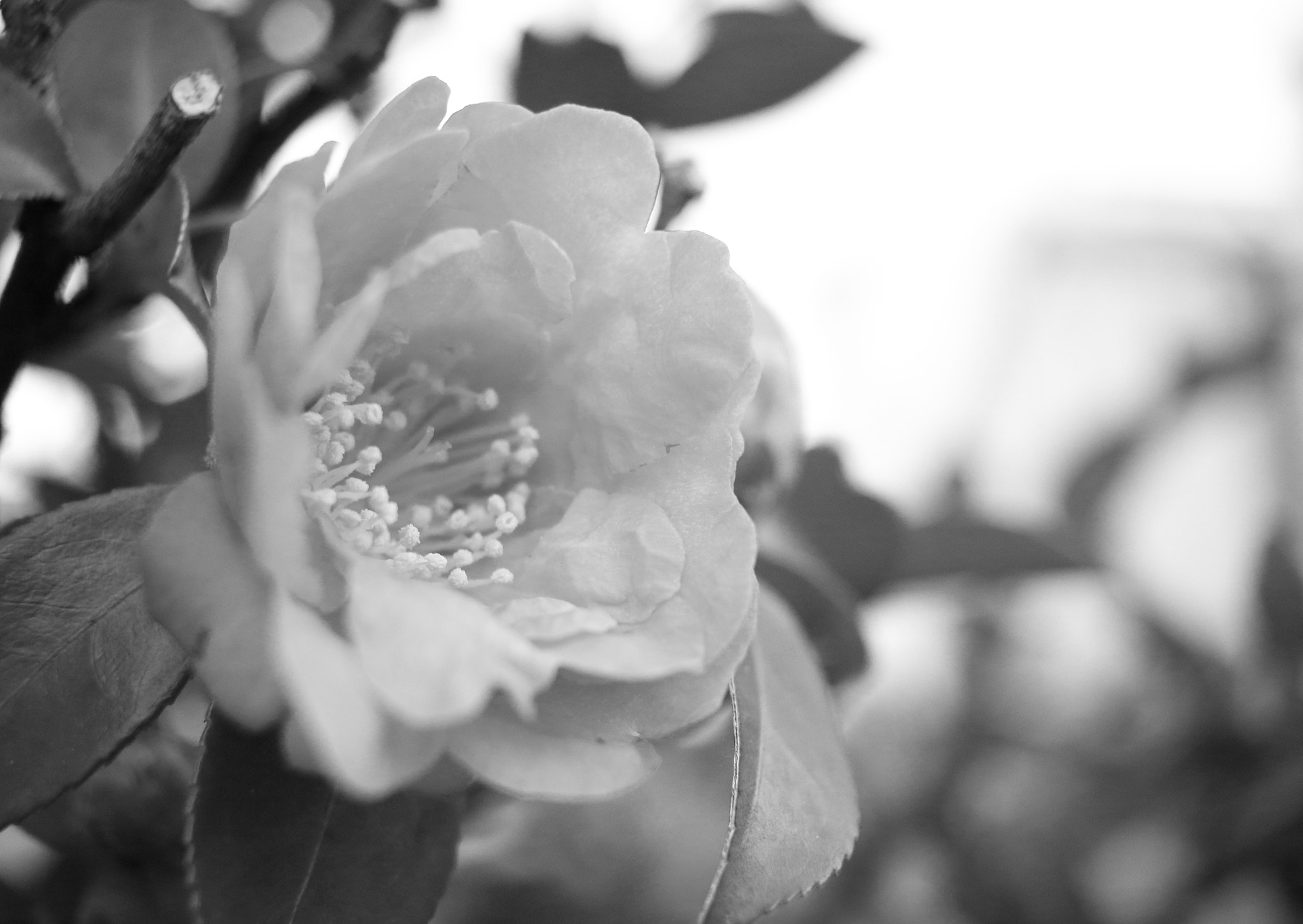 Canon EOS 100D (EOS Rebel SL1 / EOS Kiss X7) sample photo. Flower photography