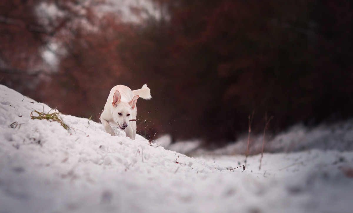 Canon EOS 700D (EOS Rebel T5i / EOS Kiss X7i) + Canon EF 135mm F2L USM sample photo. Snow race photography