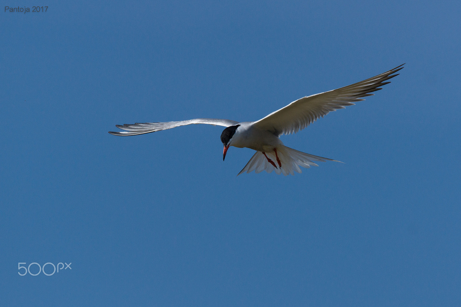 Sony SLT-A77 sample photo. Tern photography