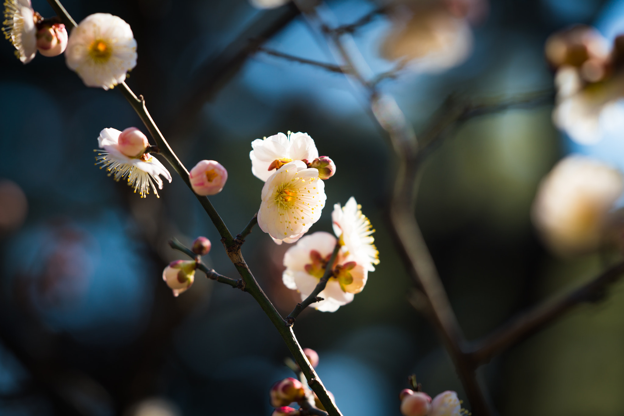 Sony a7R II + Tamron SP 70-300mm F4-5.6 Di USD sample photo. Early spring photography
