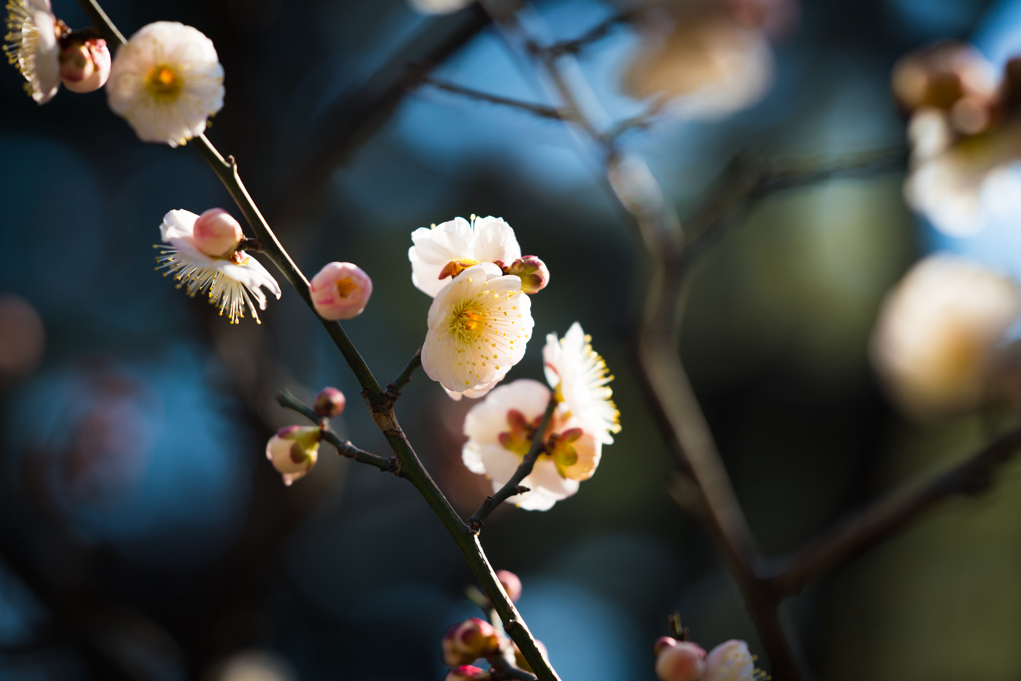 Tamron SP 70-300mm F4-5.6 Di USD sample photo. Early spring photography