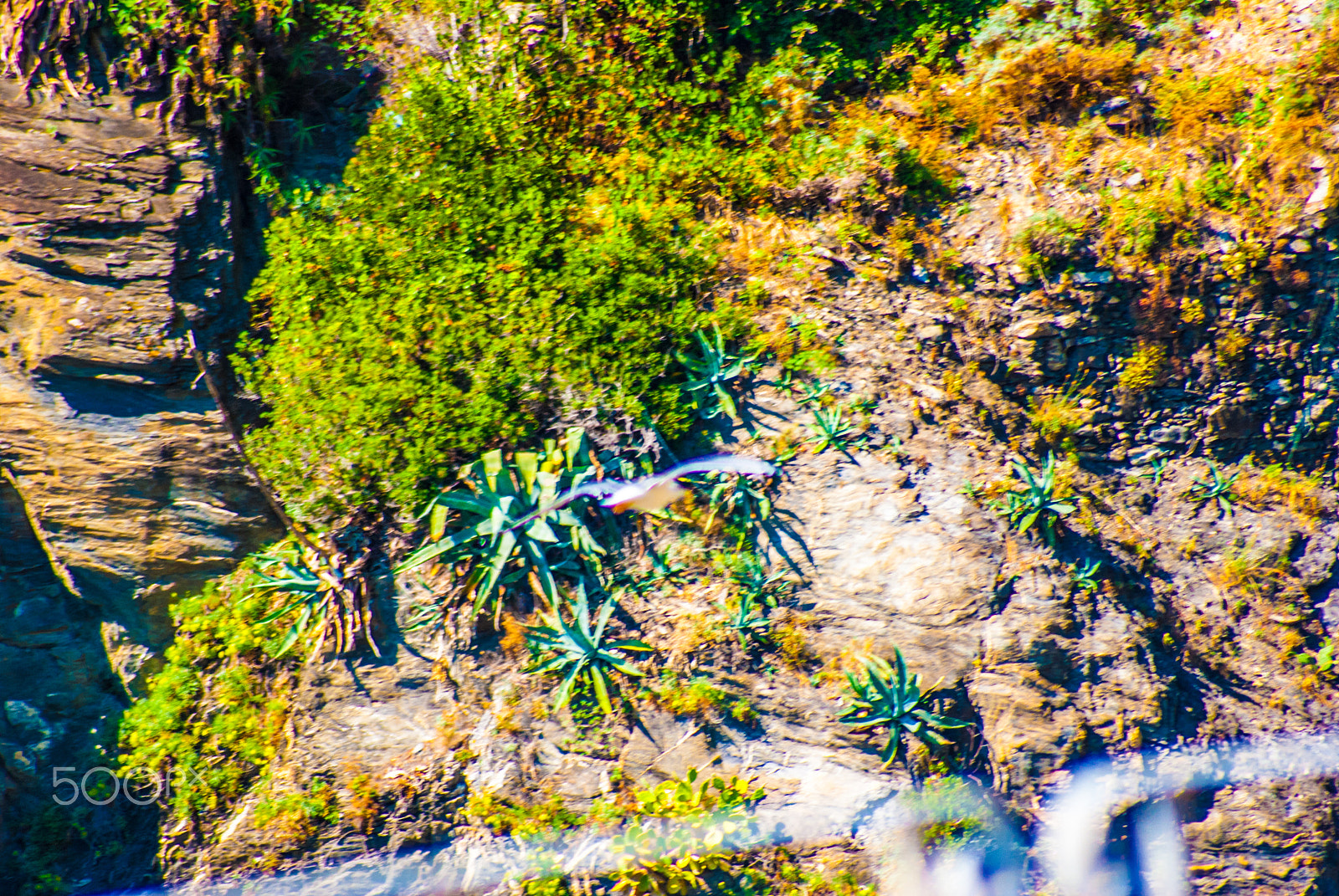 Sony 75-300mm F4.5-5.6 sample photo. Genova photography
