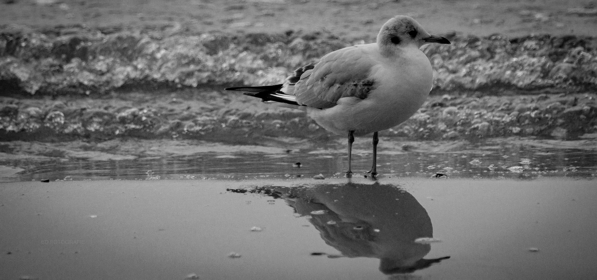 Sony SLT-A58 + Sony 75-300mm F4.5-5.6 sample photo. Seagull at the beach photography