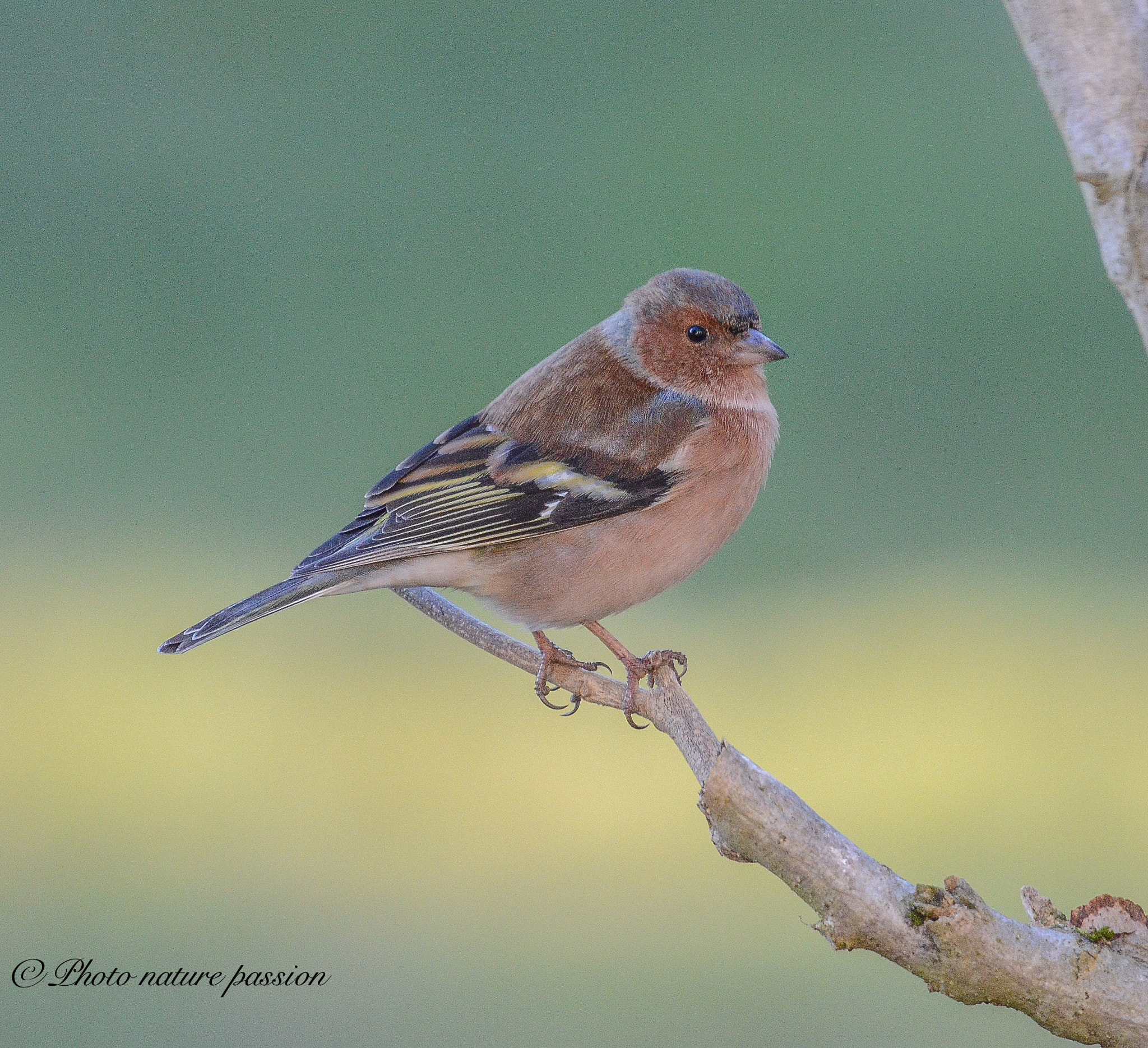 Nikon AF-S Nikkor 200-500mm F5.6E ED VR sample photo. Chaffinch on branch photography
