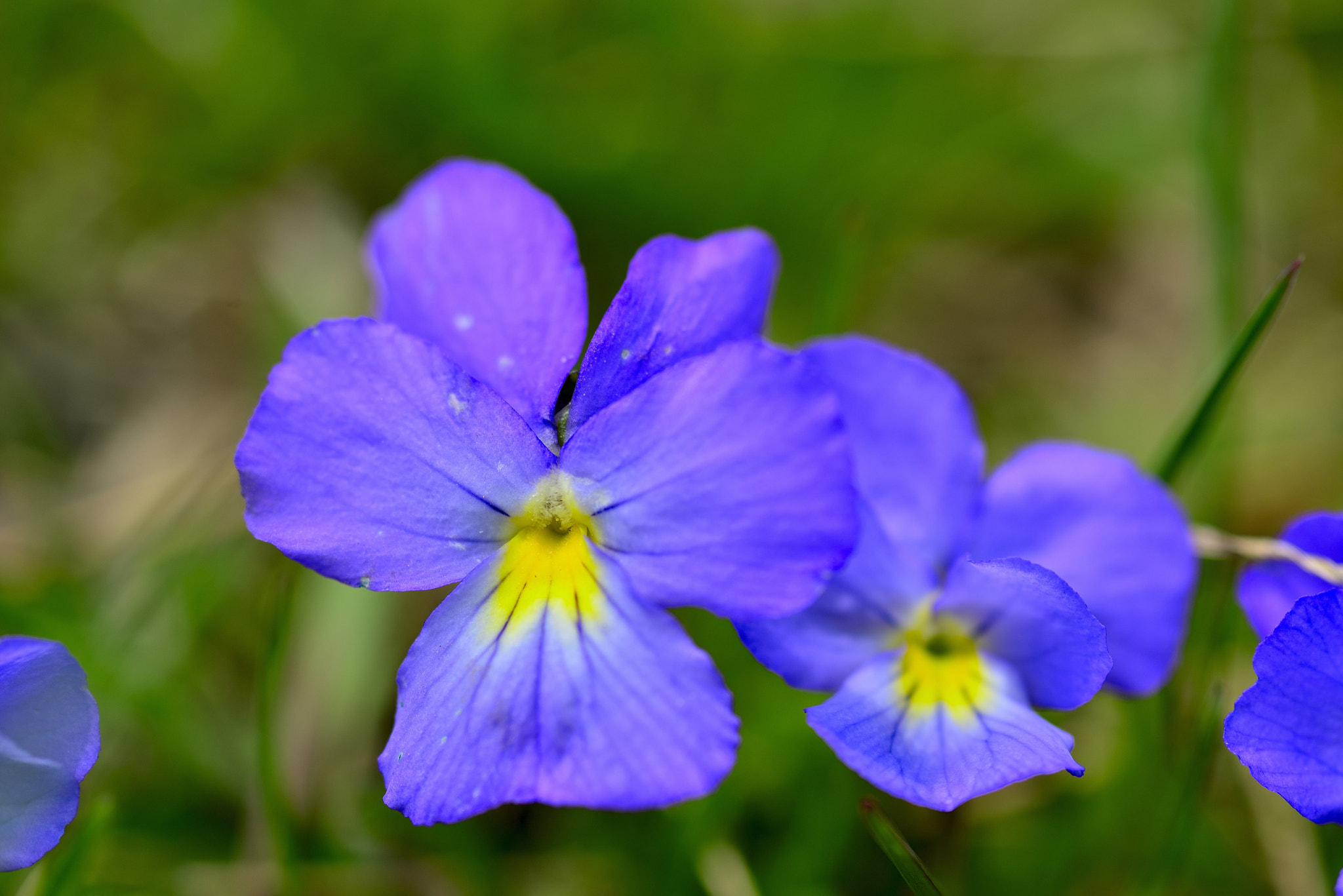 Nikon D800E + AF Micro-Nikkor 105mm f/2.8 sample photo. _dsc0695_00002_00005.jpg photography