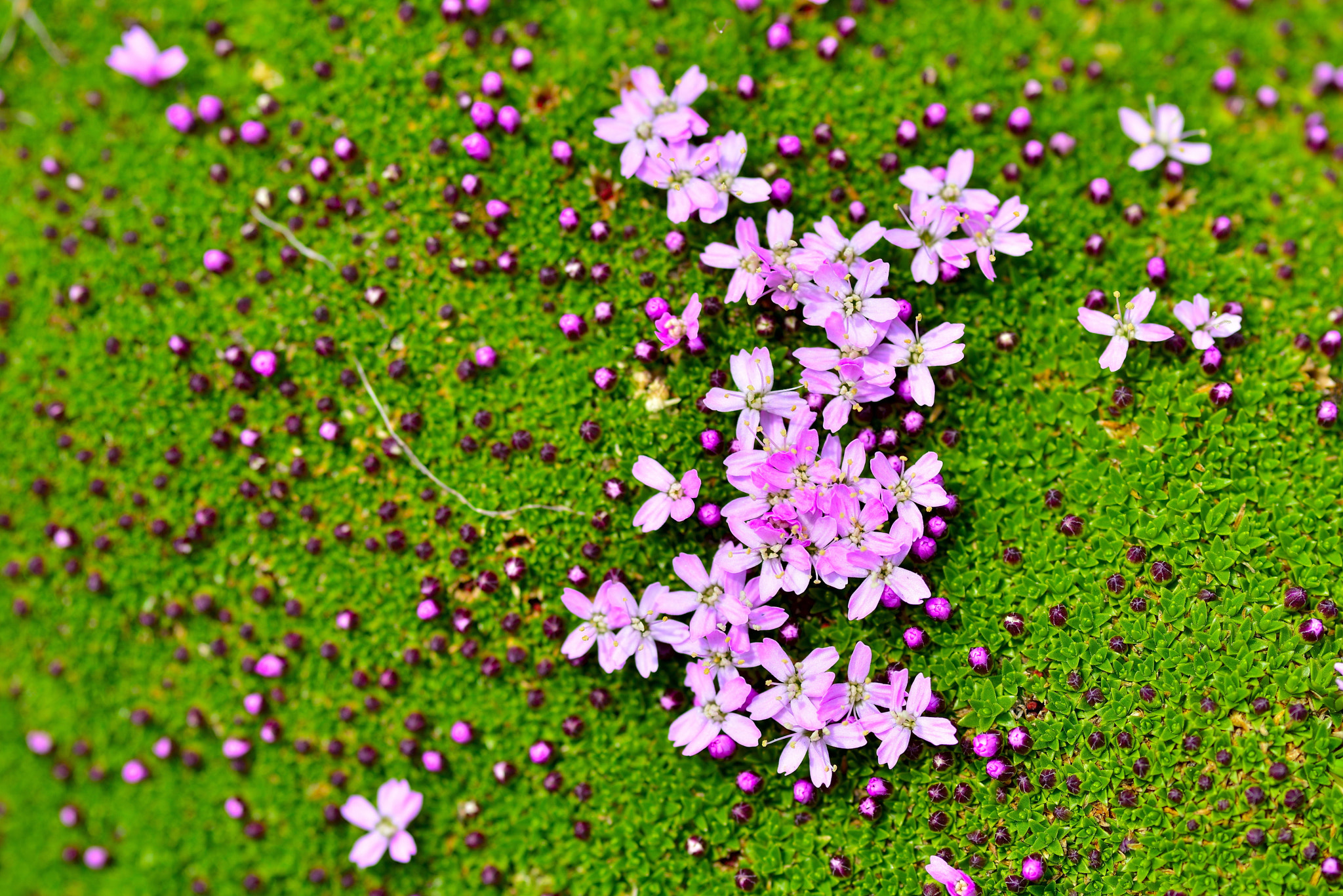 Nikon D800E + AF Micro-Nikkor 105mm f/2.8 sample photo. _dsc0701_00001_00006.jpg photography