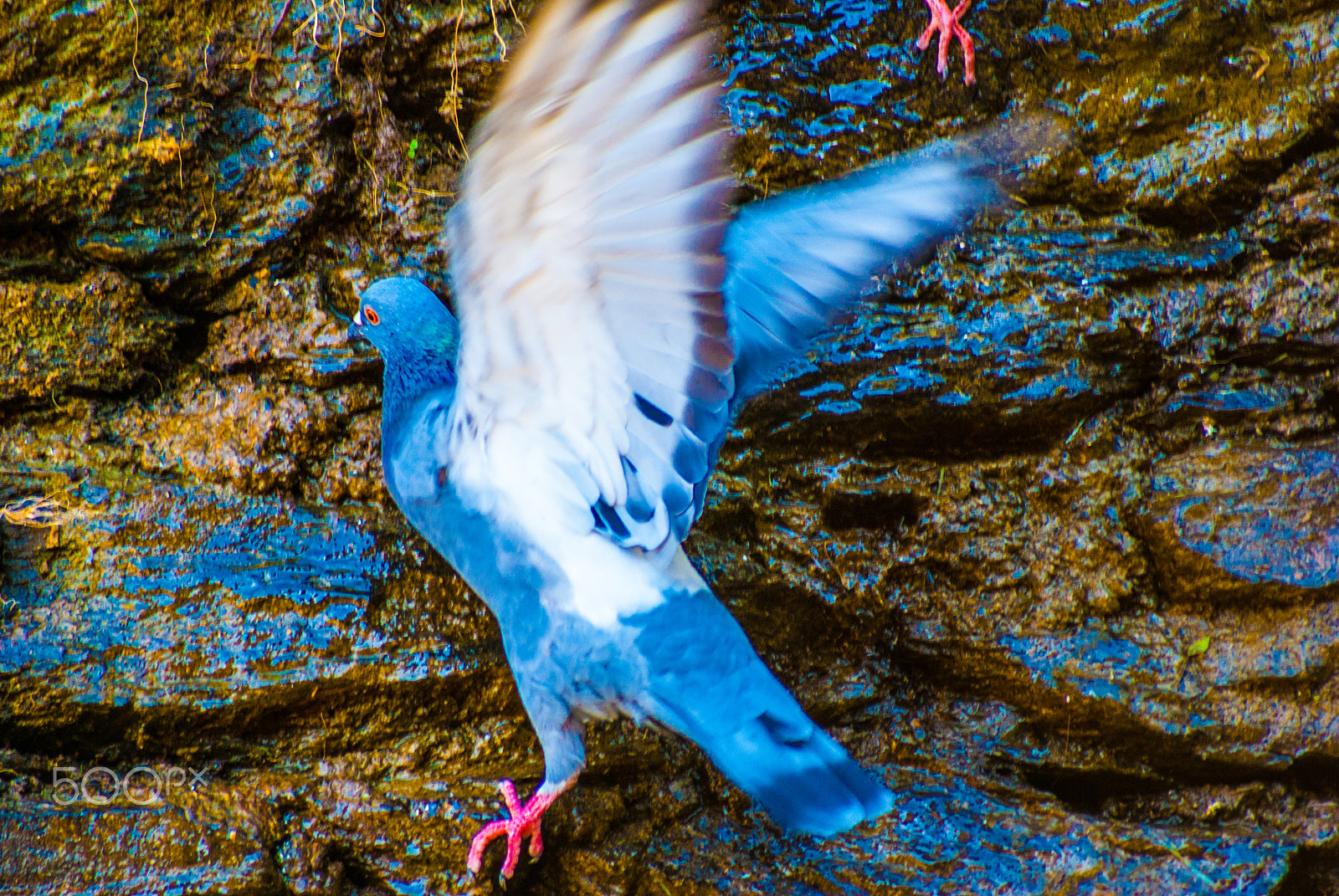 Sony 75-300mm F4.5-5.6 sample photo. Genova photography