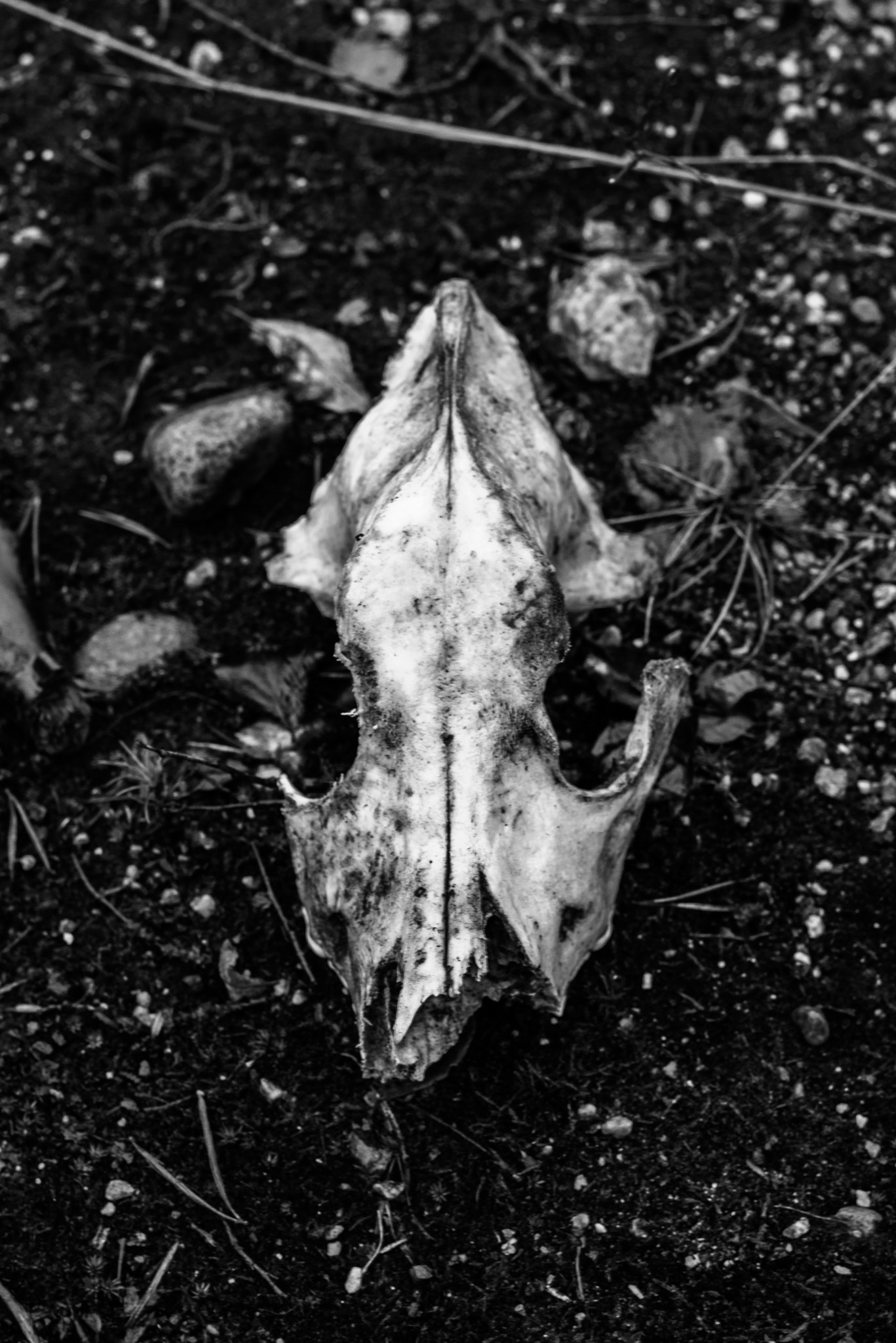 Sony a7R + E 50mm F2 sample photo. Skull photography