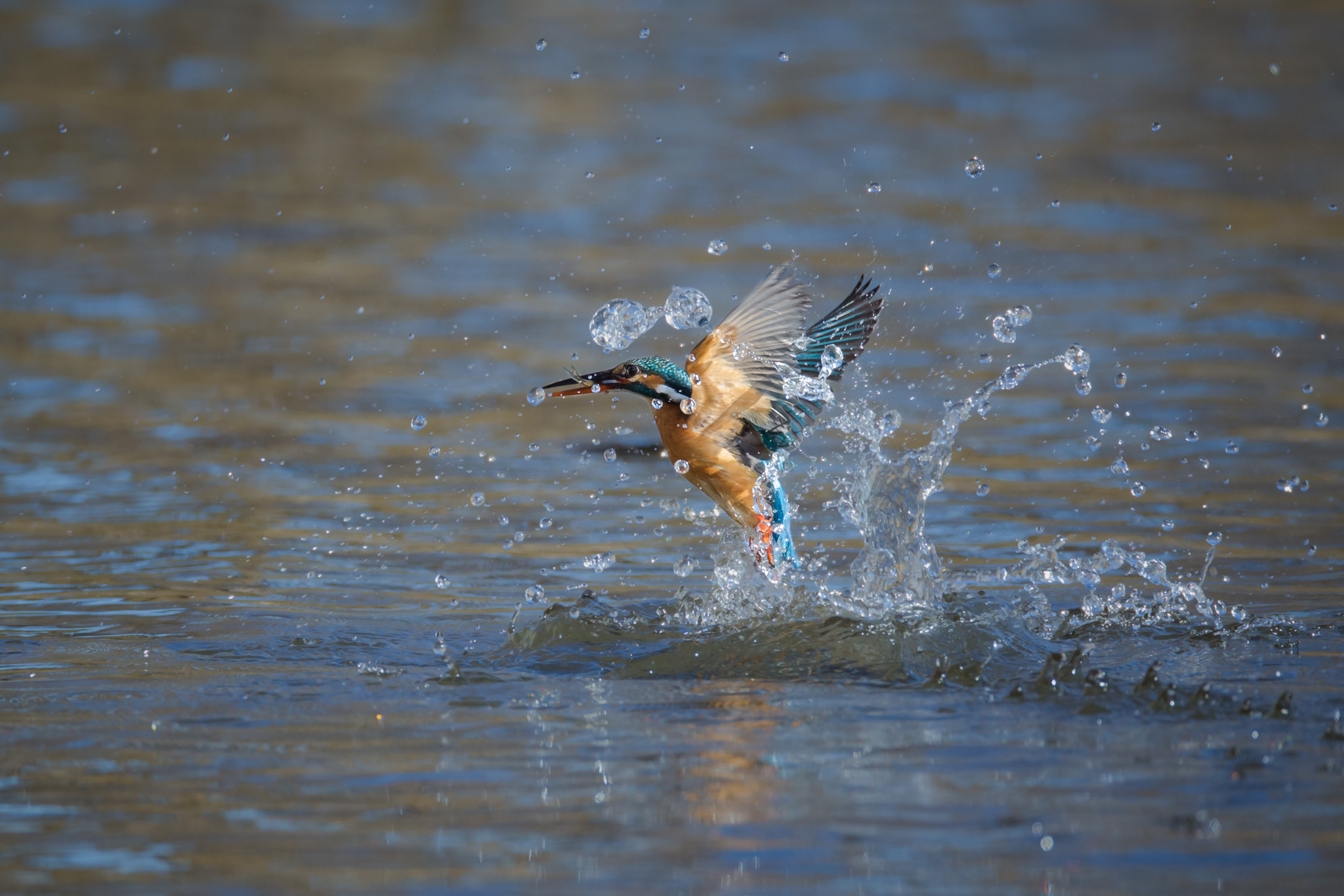 Canon EOS-1D X + Canon EF 800mm F5.6L IS USM sample photo. 寒中出水 photography