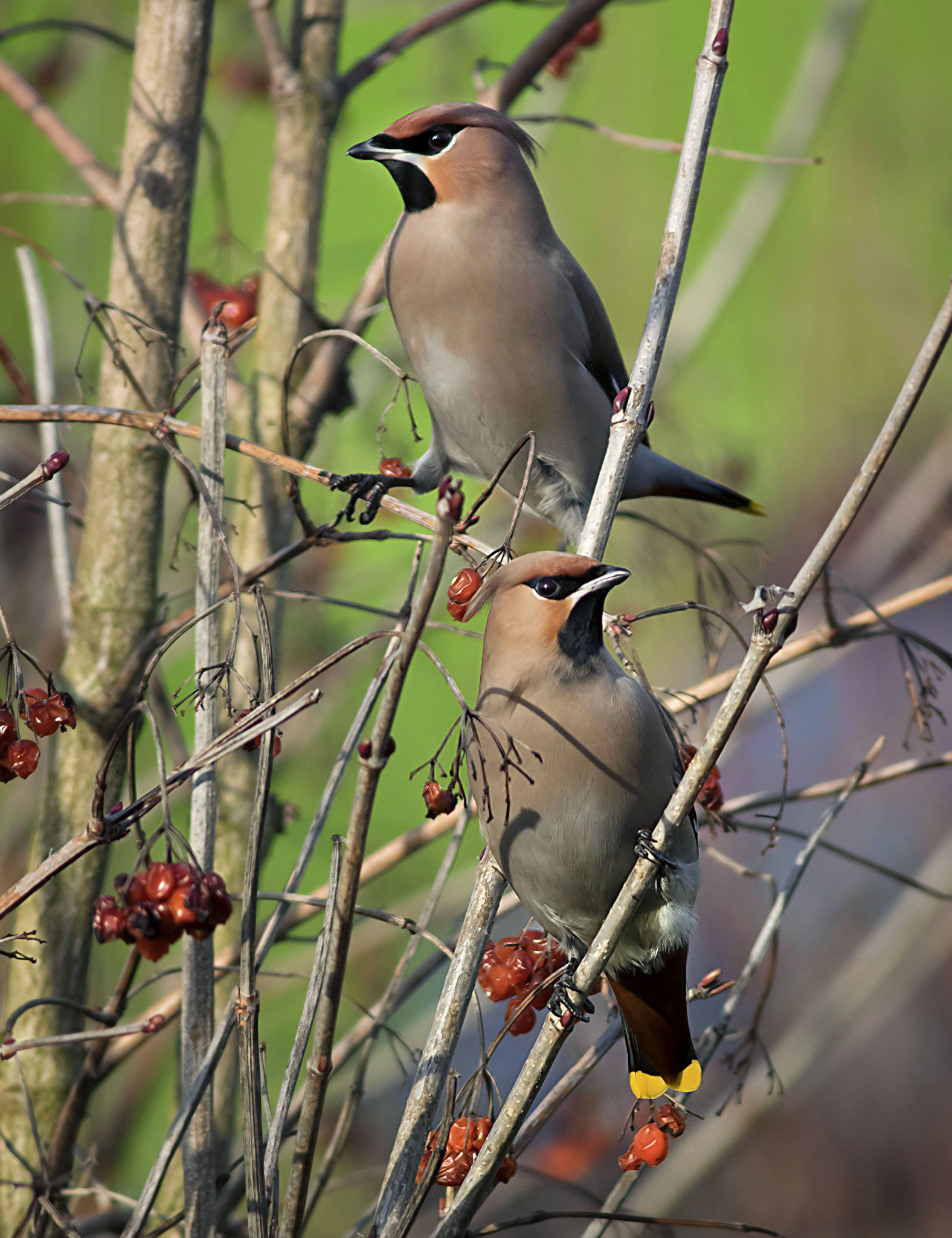 Canon EOS 7D Mark II + Canon EF 400mm F5.6L USM sample photo. Bohemian waxwings photography