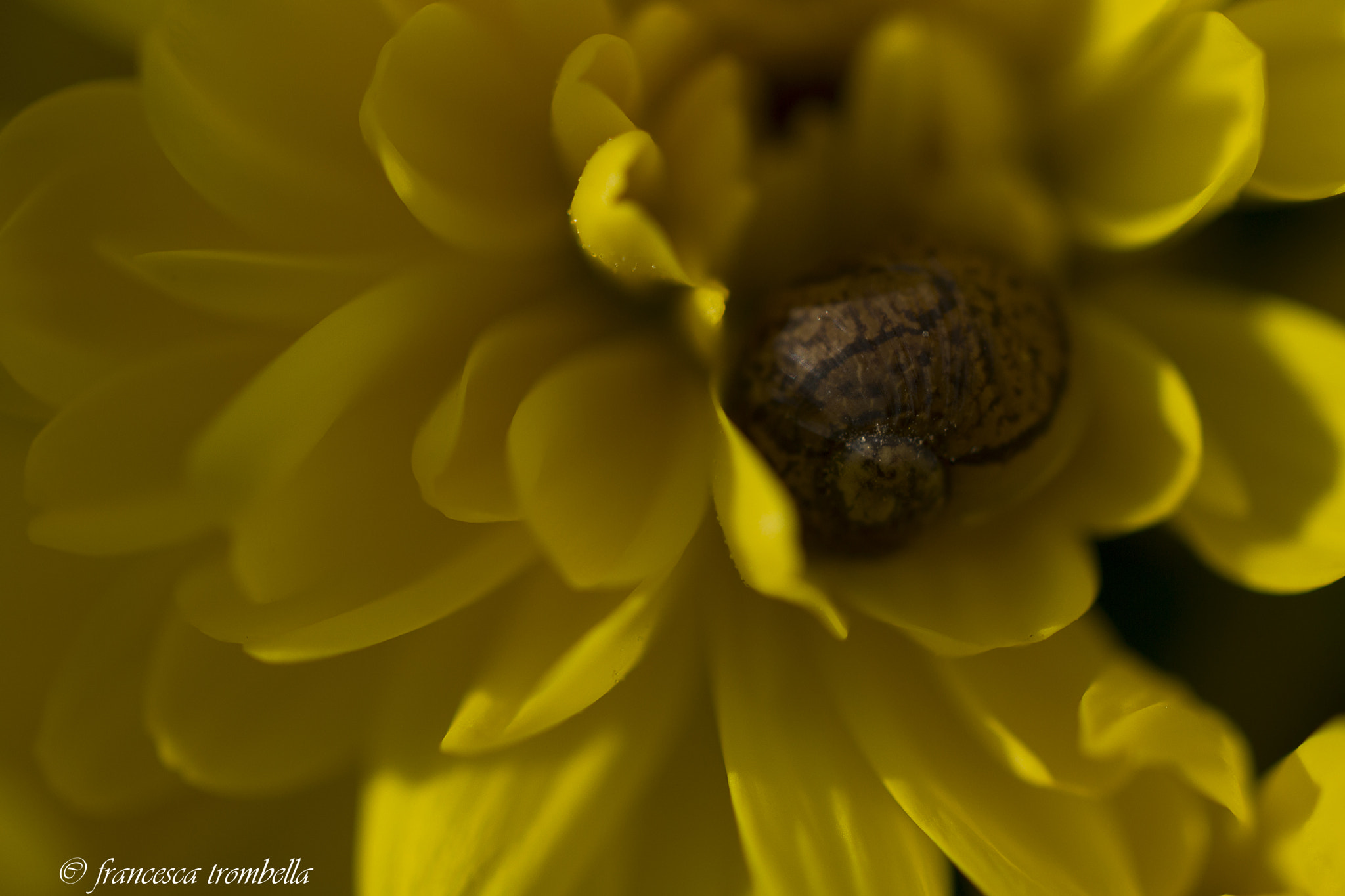 Nikon AF-S DX Micro Nikkor 40mm F2.8 sample photo. Inquilino photography