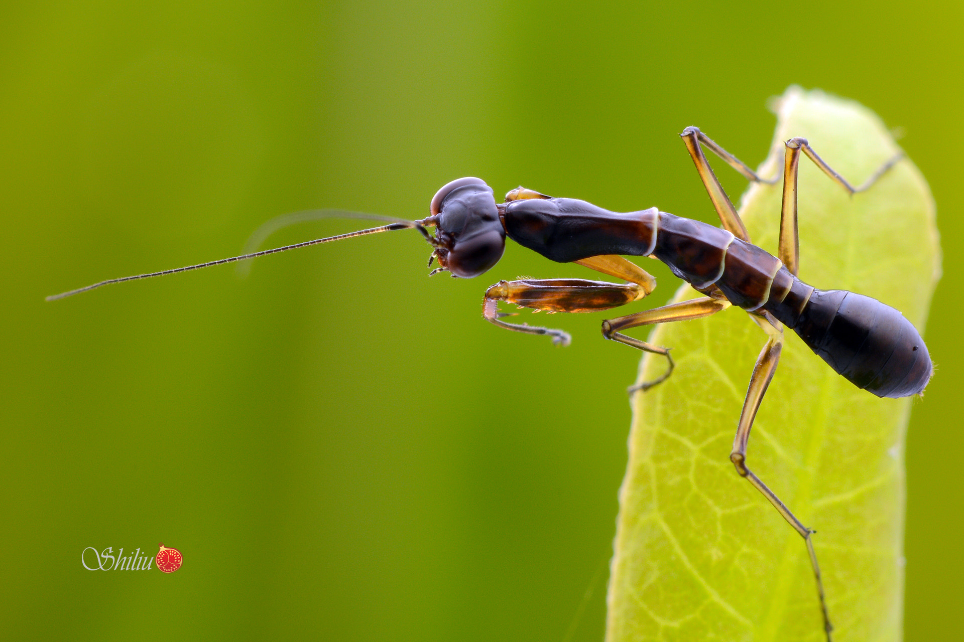 Nikon D7100 + Sigma 150mm F2.8 EX DG OS Macro HSM sample photo