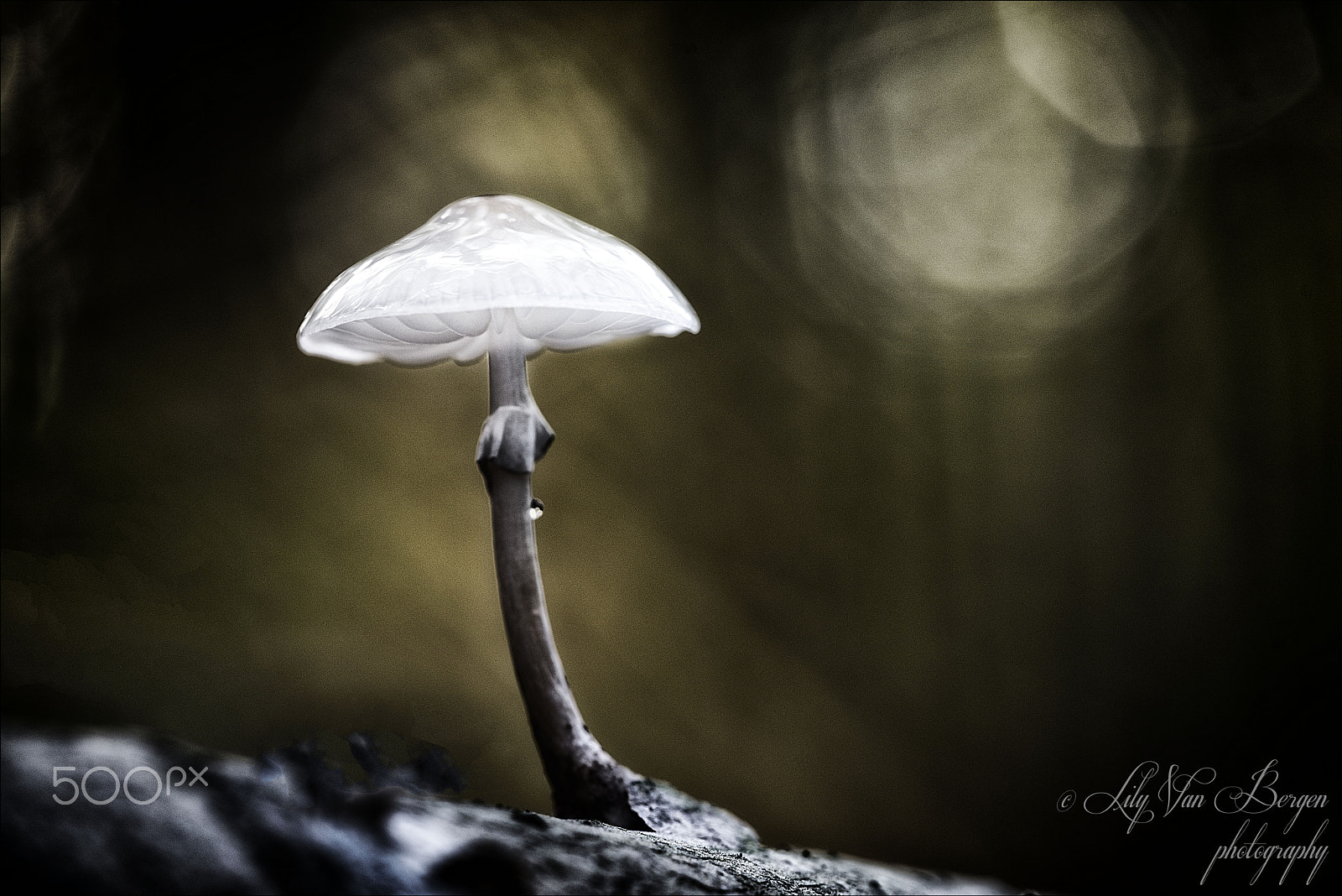 Sigma 150mm F2.8 EX DG Macro HSM sample photo. Dark contrast photography
