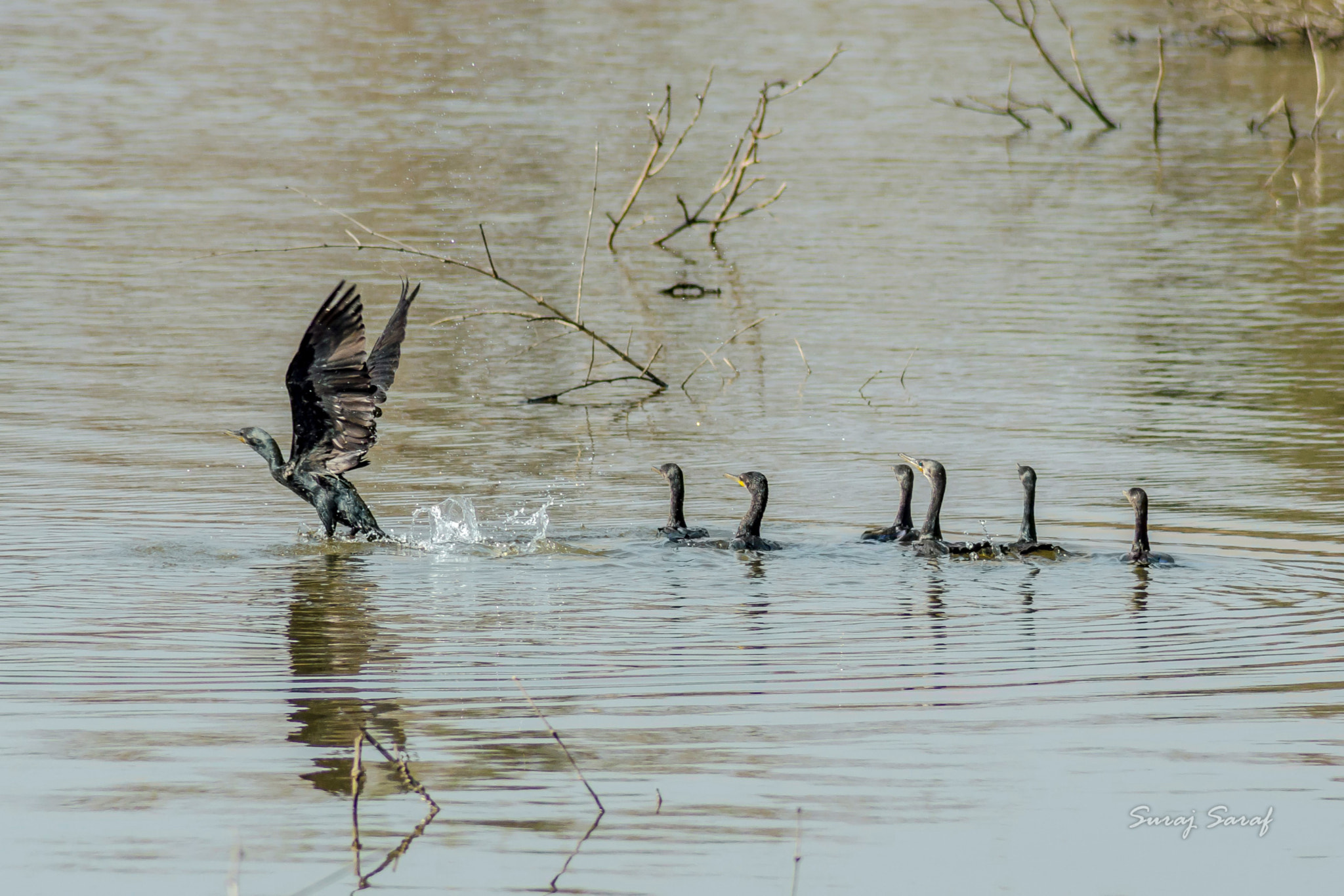 Sigma 50-150mm F2.8 EX APO DC HSM II sample photo. The great cormorant photography