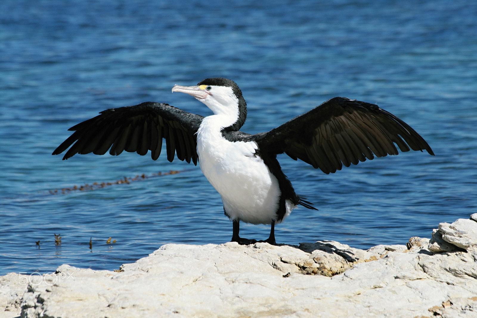 Canon EF 70-300mm F4-5.6 IS USM sample photo. Pied cormorant photography