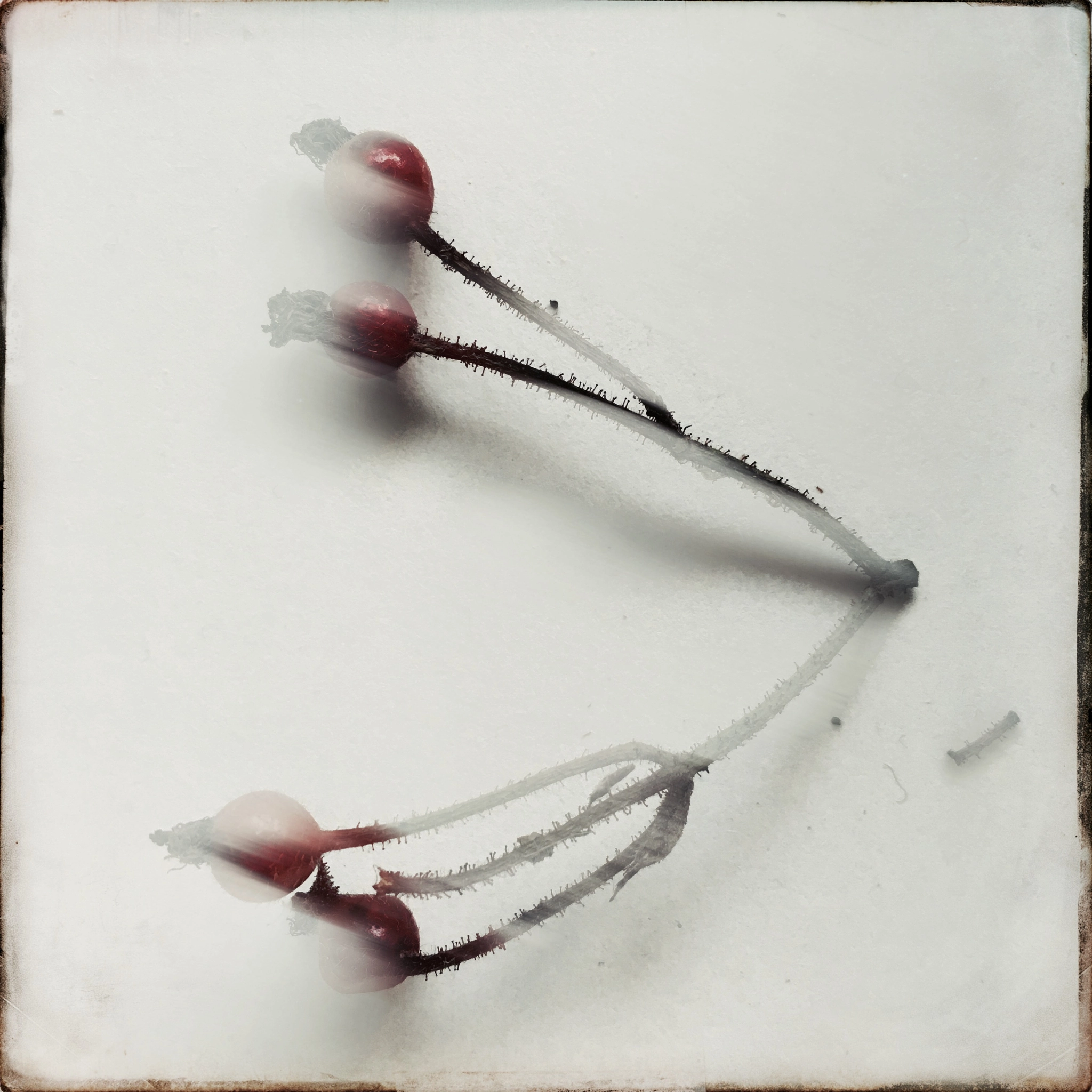 Hipstamatic 331 sample photo. Photoserie photography