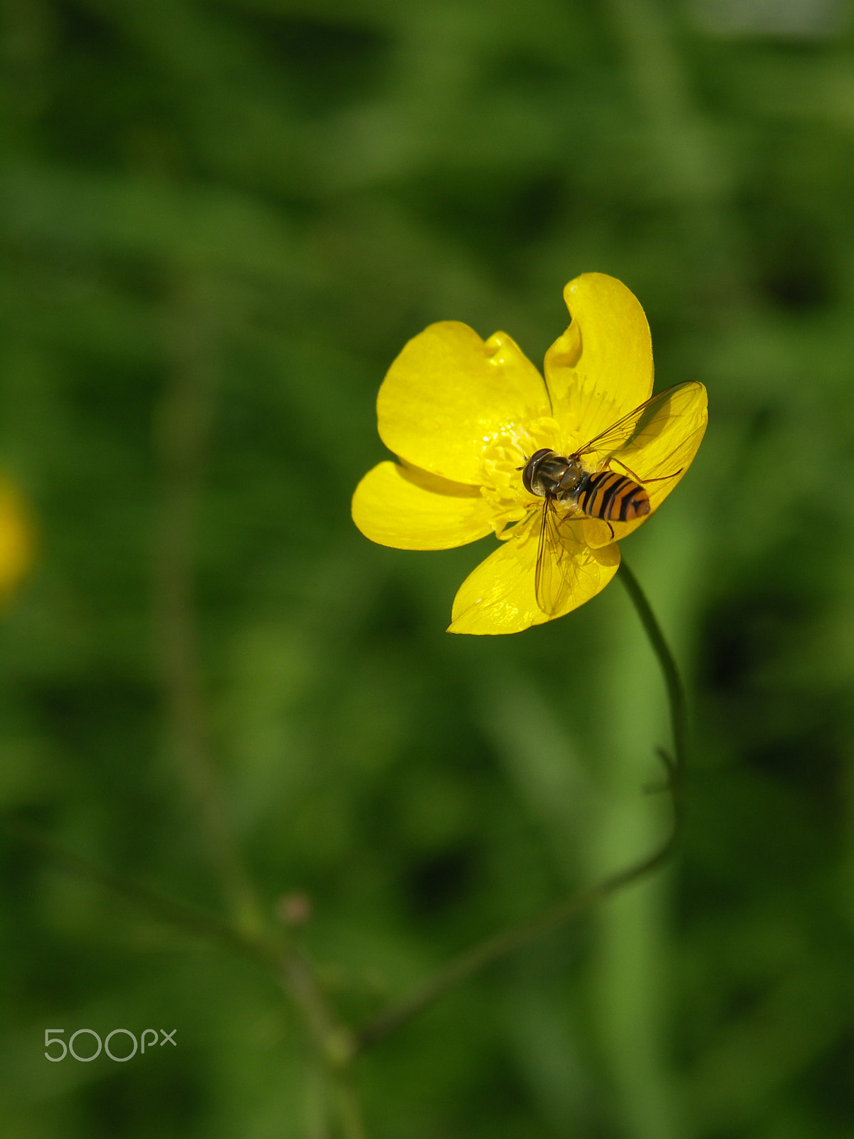 KONICA MINOLTA DiMAGE A200 sample photo. Hoverfly photography