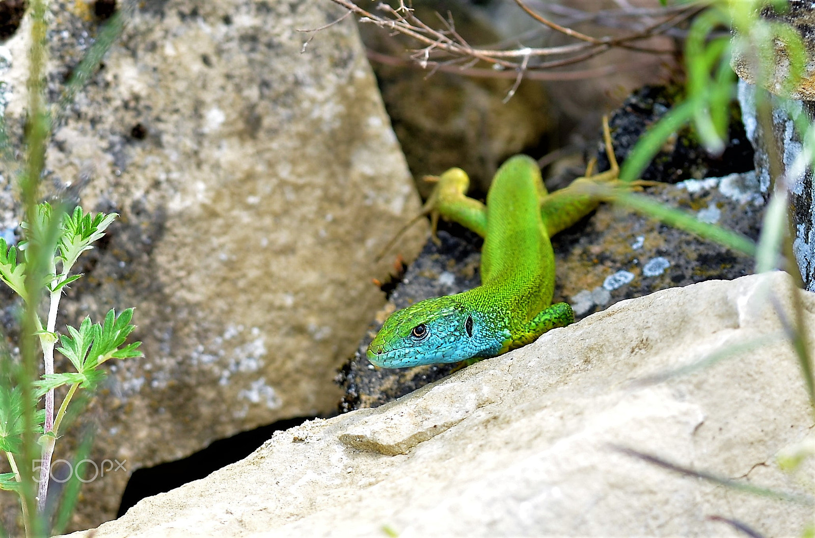Nikon D5100 sample photo. Green lizard photography