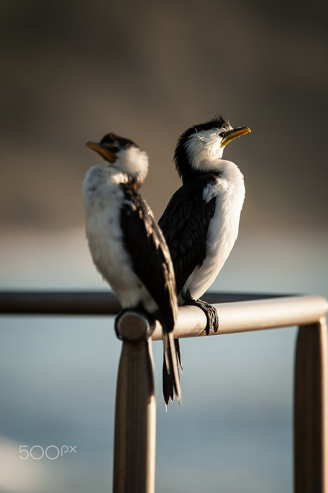 AF-S Nikkor 300mm f/2.8D IF-ED II sample photo. Little pied cormorant's photography
