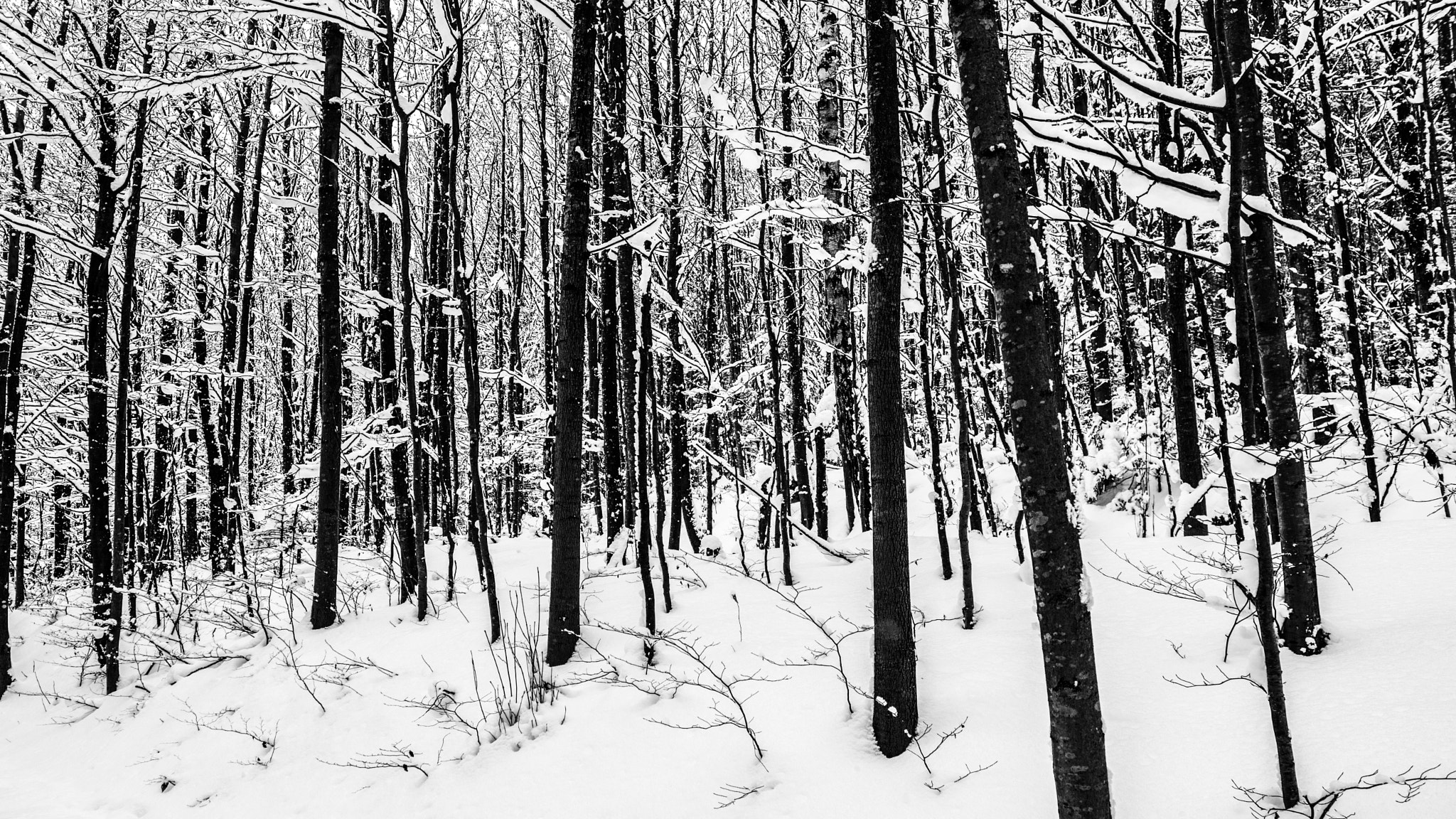 Nikon D5 sample photo. 20170115_0032 photography