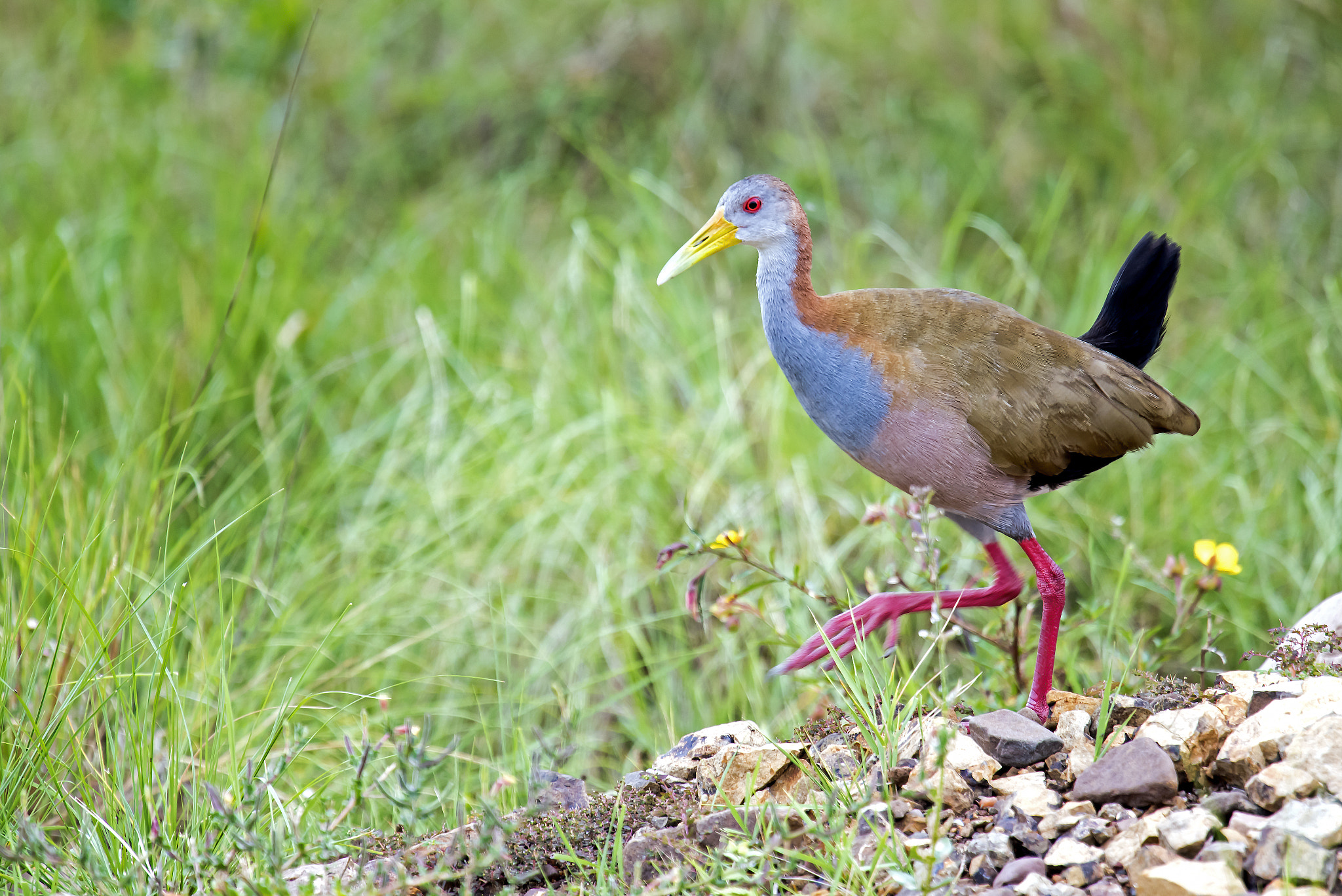 Nikon Nikkor AF-S 300mm F4E PF ED VR sample photo. Giant wood-rail photography