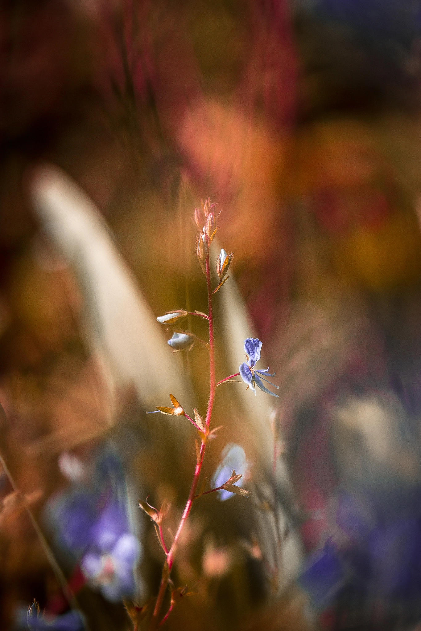 Canon EF-S 60mm F2.8 Macro USM sample photo. Flower photography