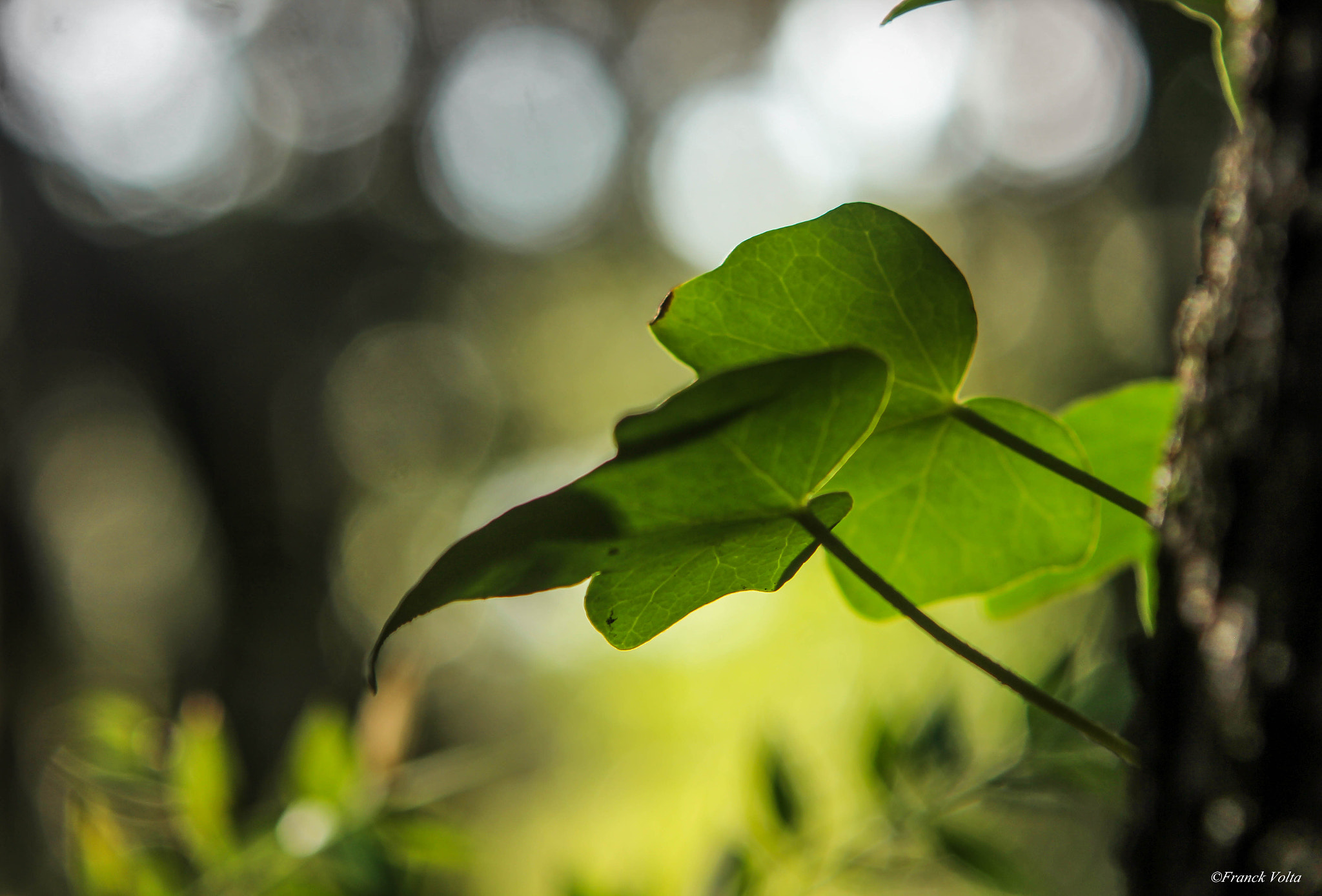 Canon EF 90-300mm F4.5-5.6 sample photo. 1.jpg photography