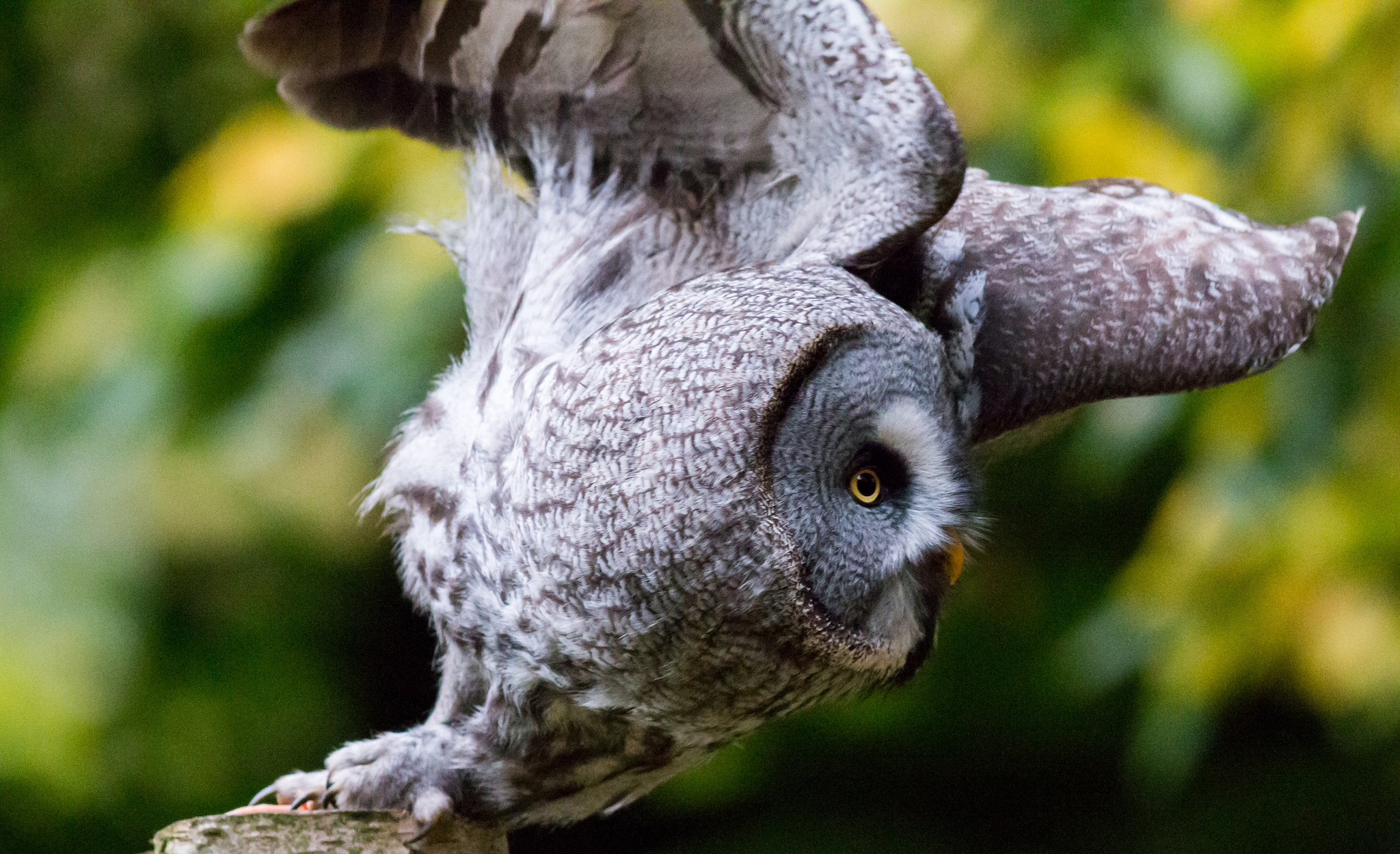 Canon EOS 70D + Canon EF 400mm F5.6L USM sample photo. Great grey owl photography