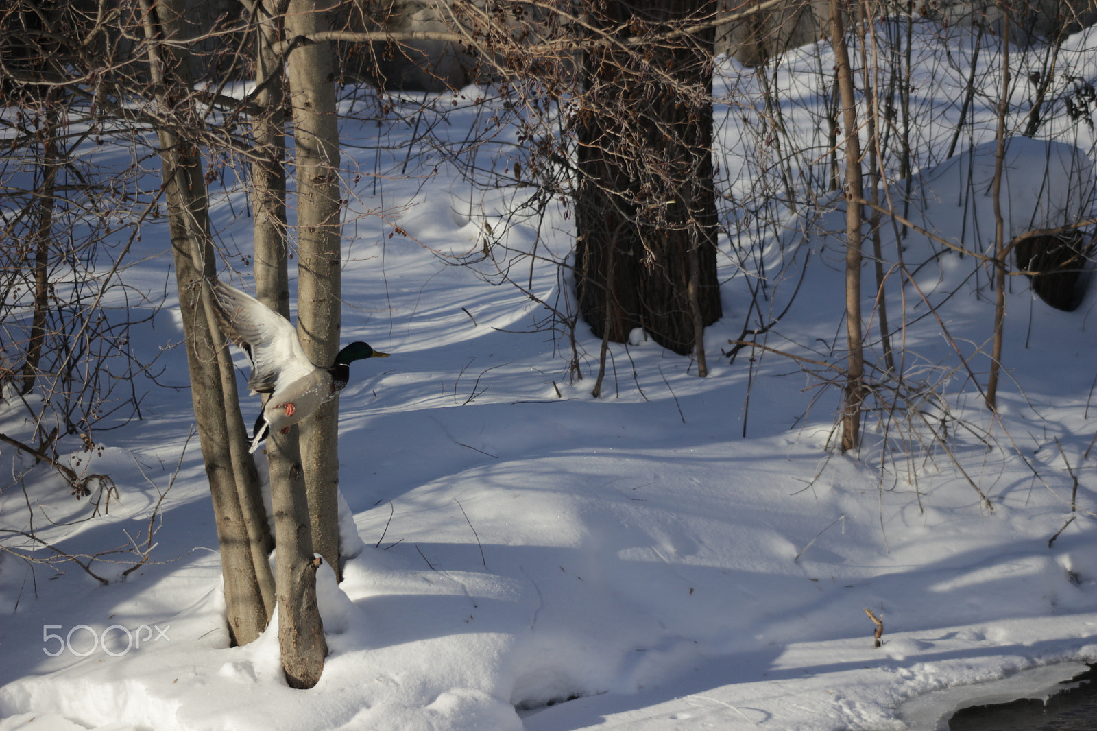 Canon EF 80-200mm F4.5-5.6 II sample photo. Img photography