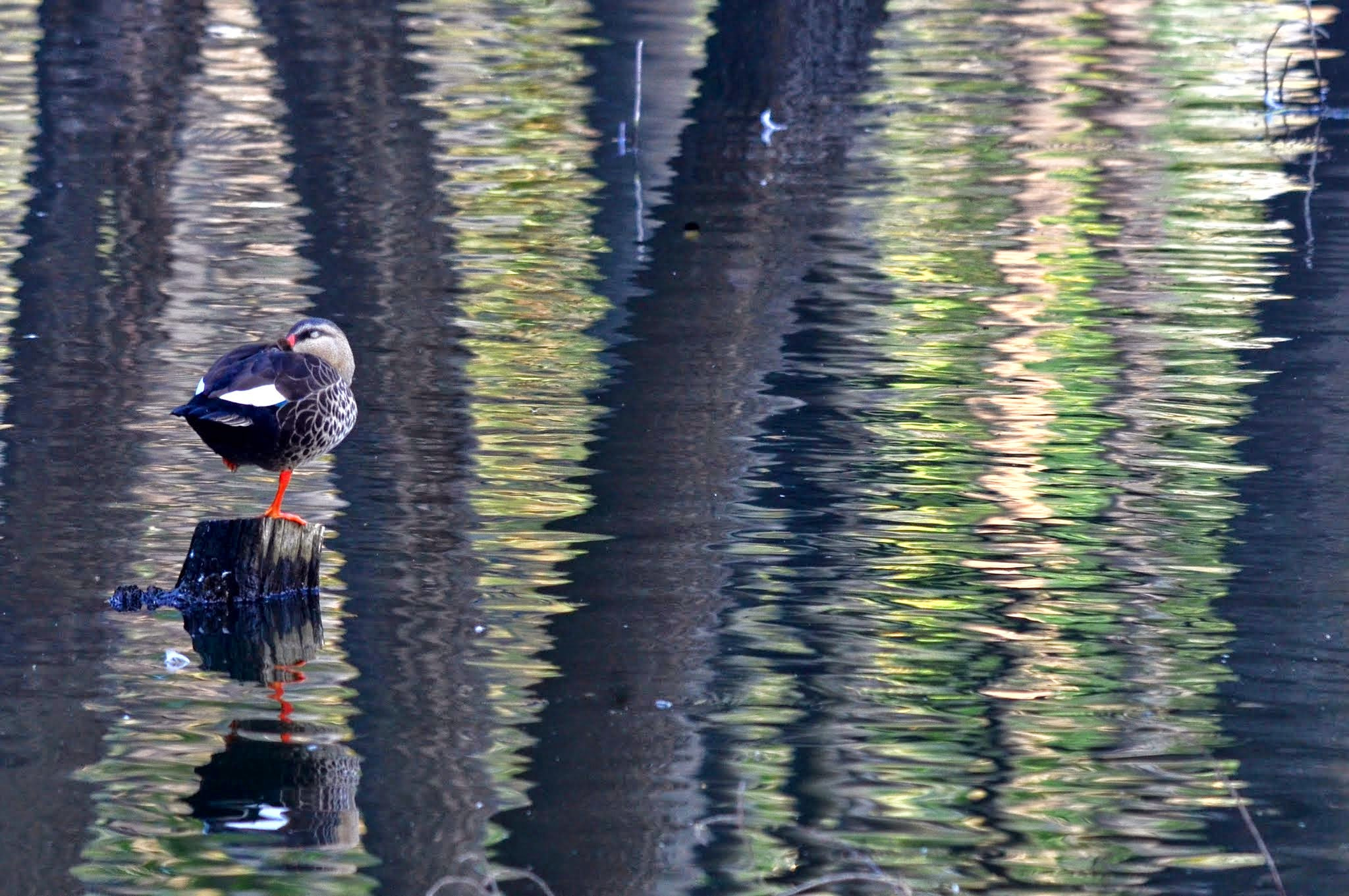 Nikon D7000 + Nikon AF-S Nikkor 300mm F4D ED-IF sample photo. Meditating on one leg... photography