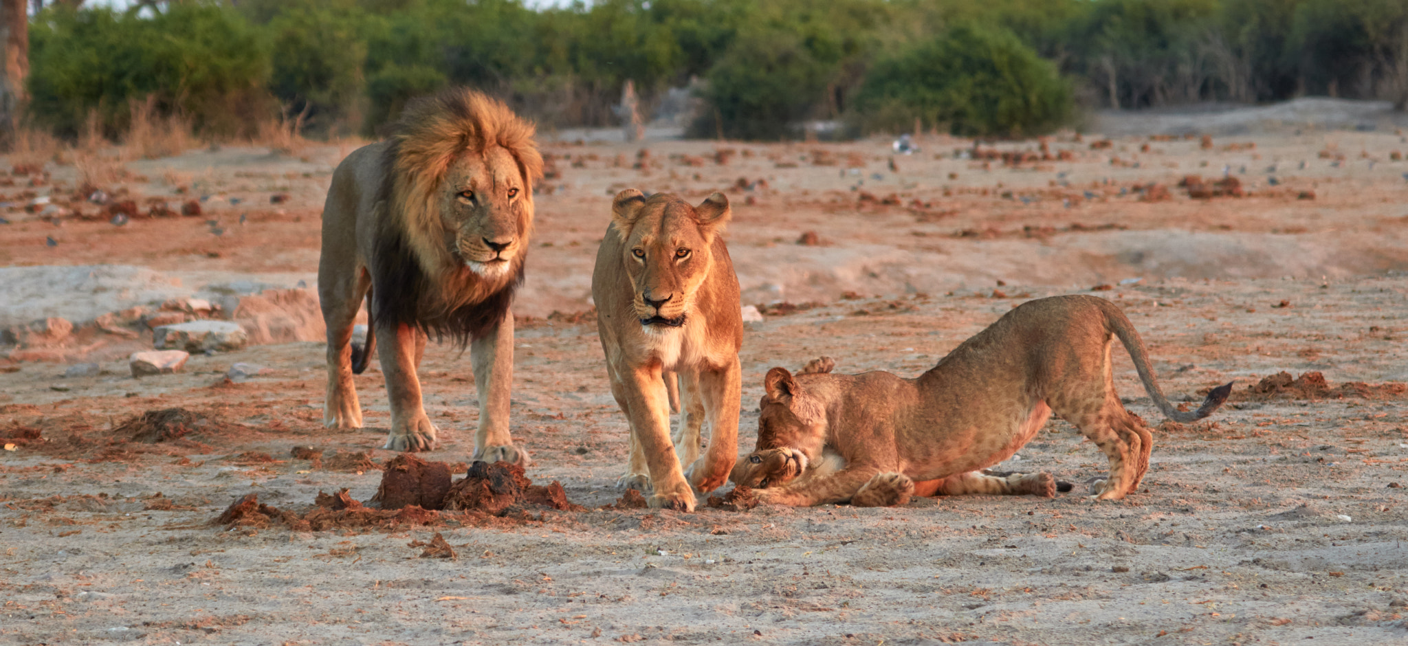 Canon EOS 7D Mark II + Canon EF 100-400mm F4.5-5.6L IS USM sample photo. Family on the move photography