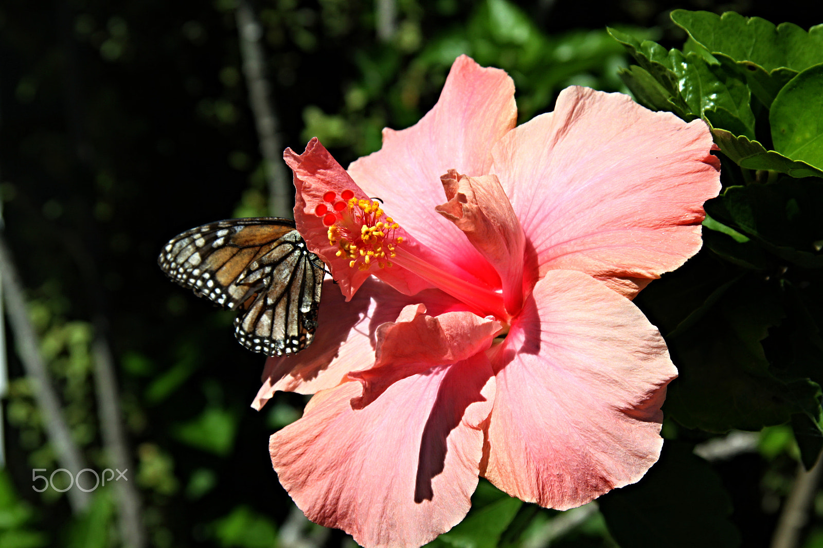 Canon EF-S 17-85mm F4-5.6 IS USM sample photo. Hibiscus, butterfly photography