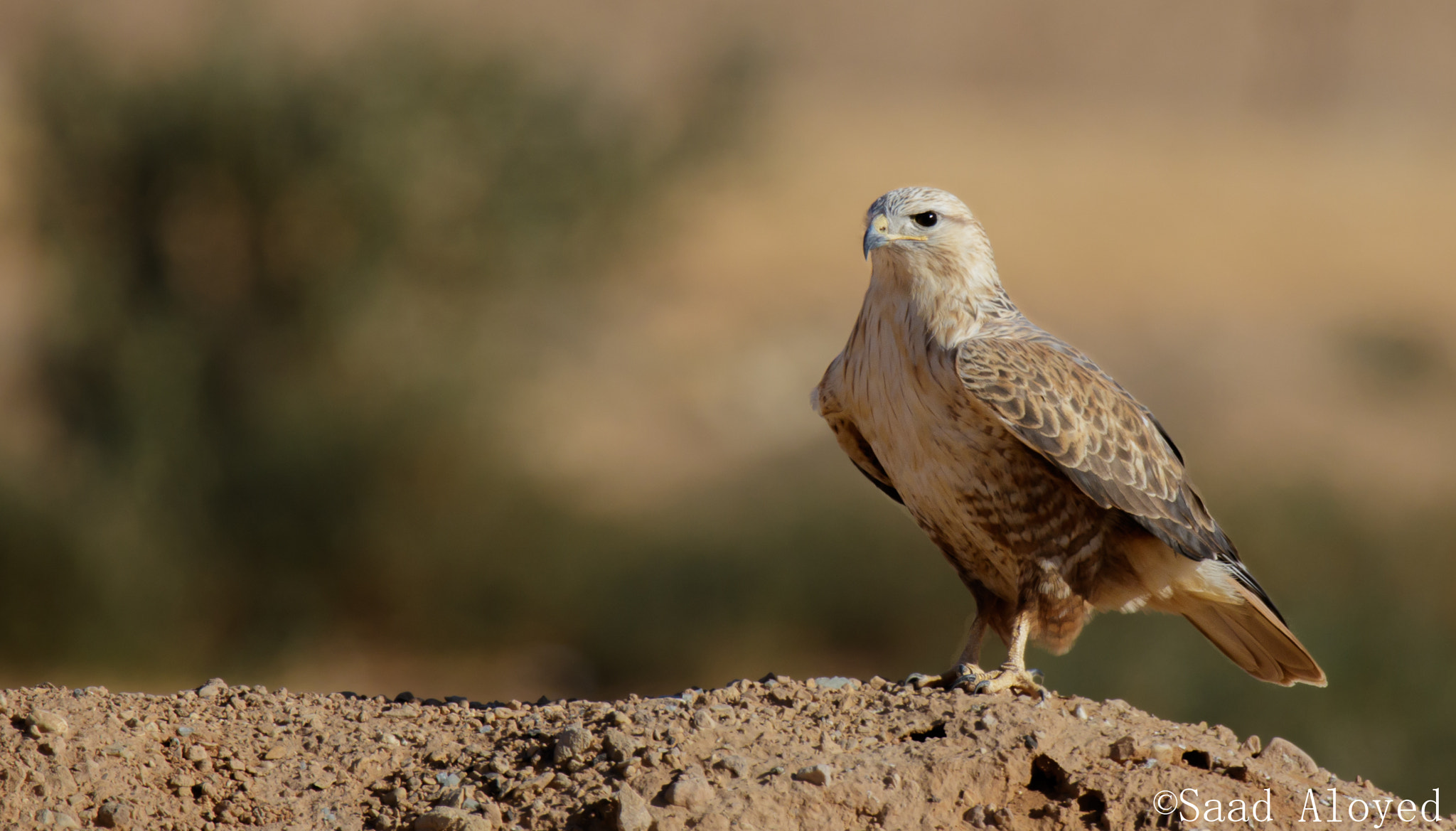 Sigma 150-600mm F5-6.3 DG OS HSM | C sample photo. Long-legged buzzard الحوام طويل الساق photography