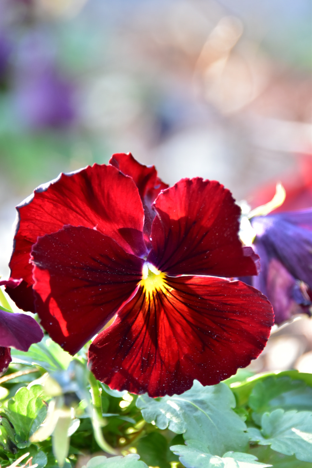 Nikon D5500 sample photo