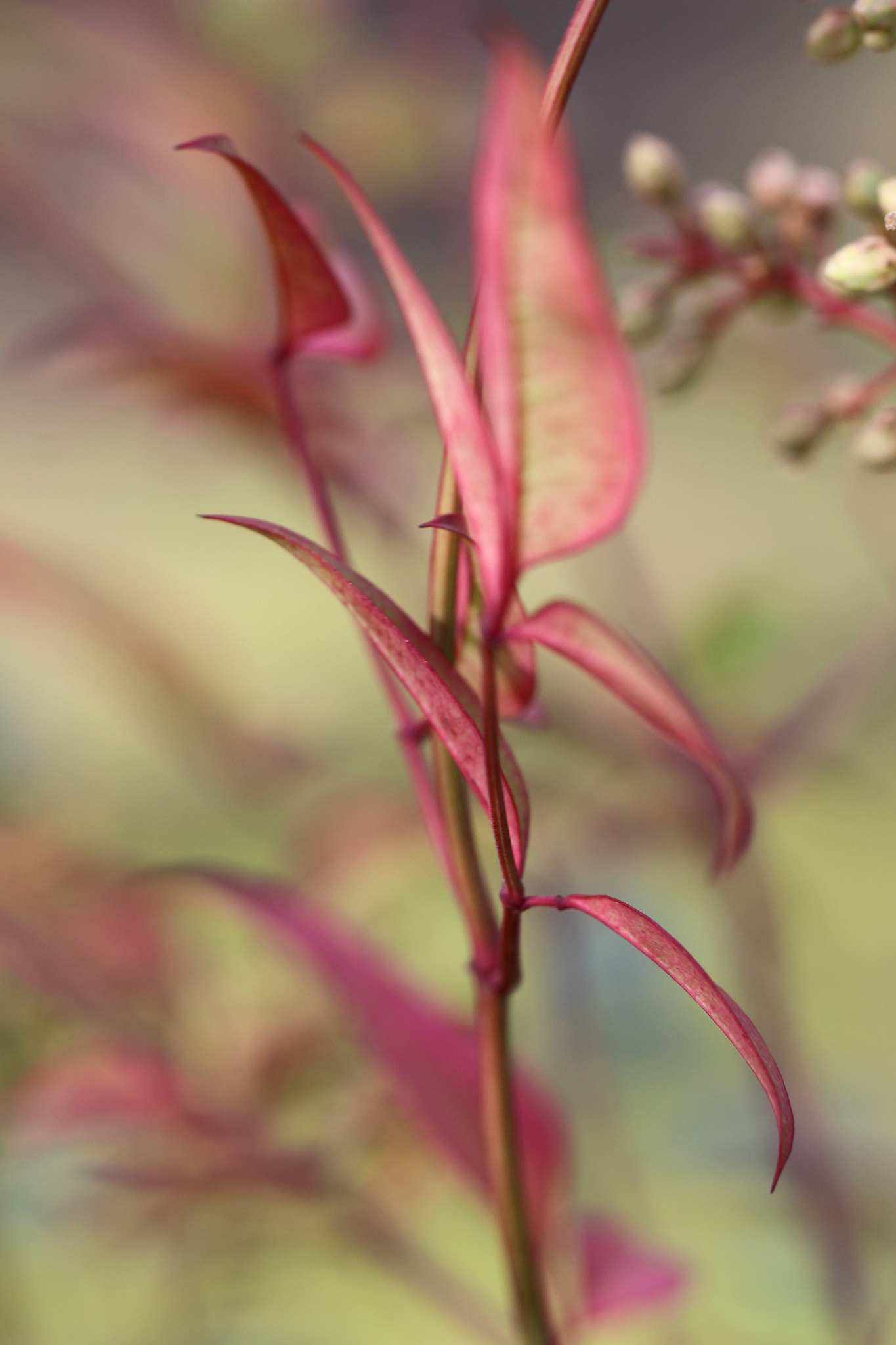 Canon EF 100mm F2.8L Macro IS USM sample photo. Al viento.. photography