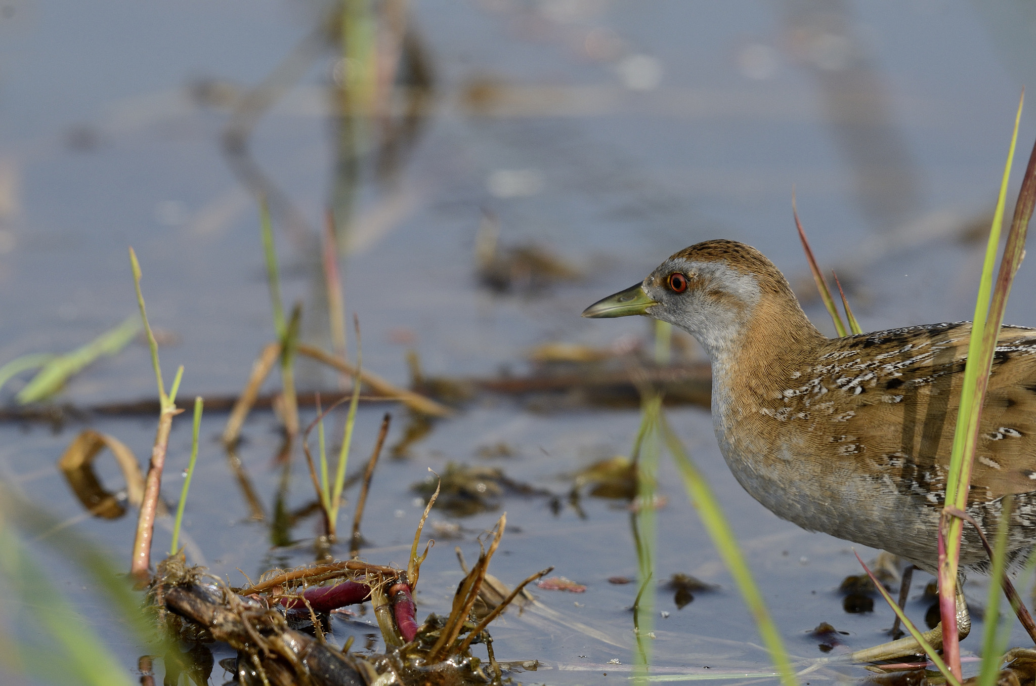 Nikon AF-S Nikkor 200-500mm F5.6E ED VR sample photo. Baillon's crake photography