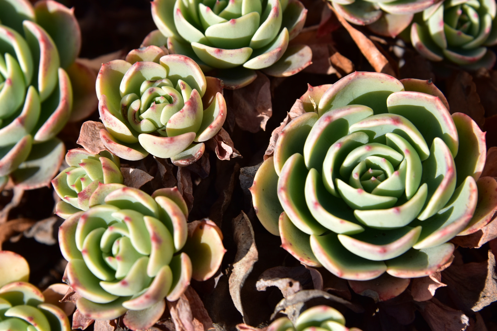 Nikon D5500 sample photo