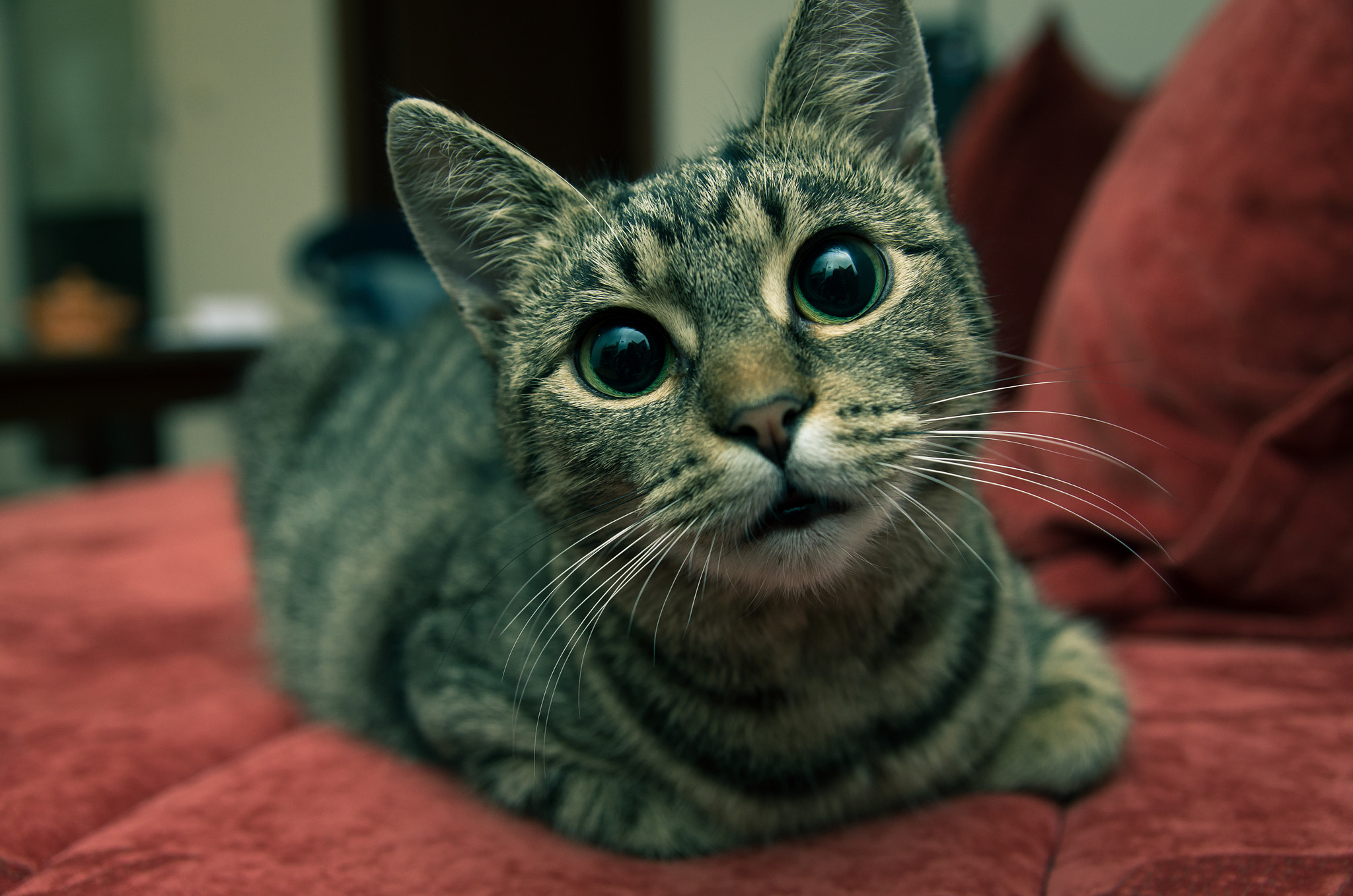 Pentax K-5 IIs sample photo. Cat on a couch photography