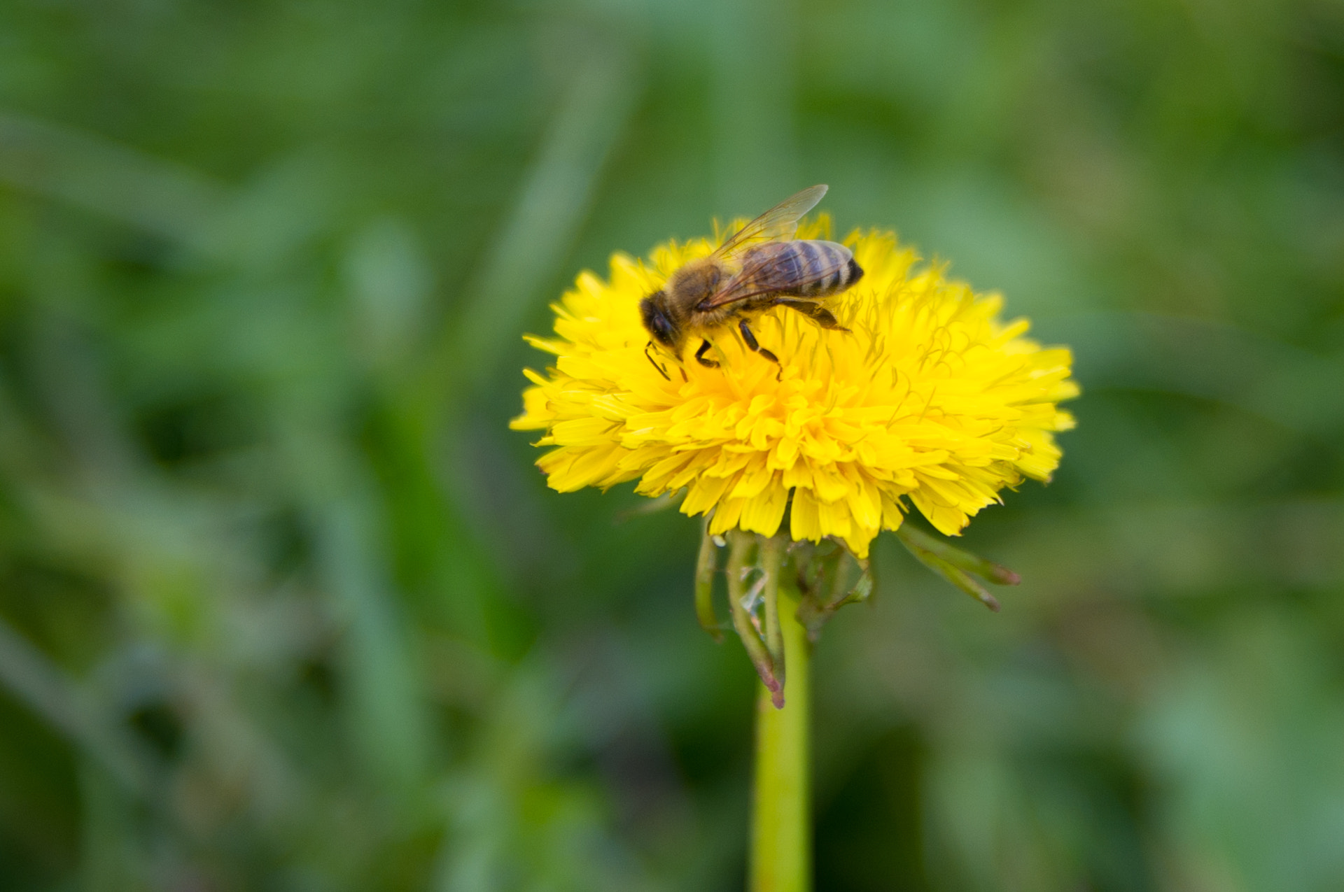 Pentax K-x sample photo. Bee harvesting dandelion photography