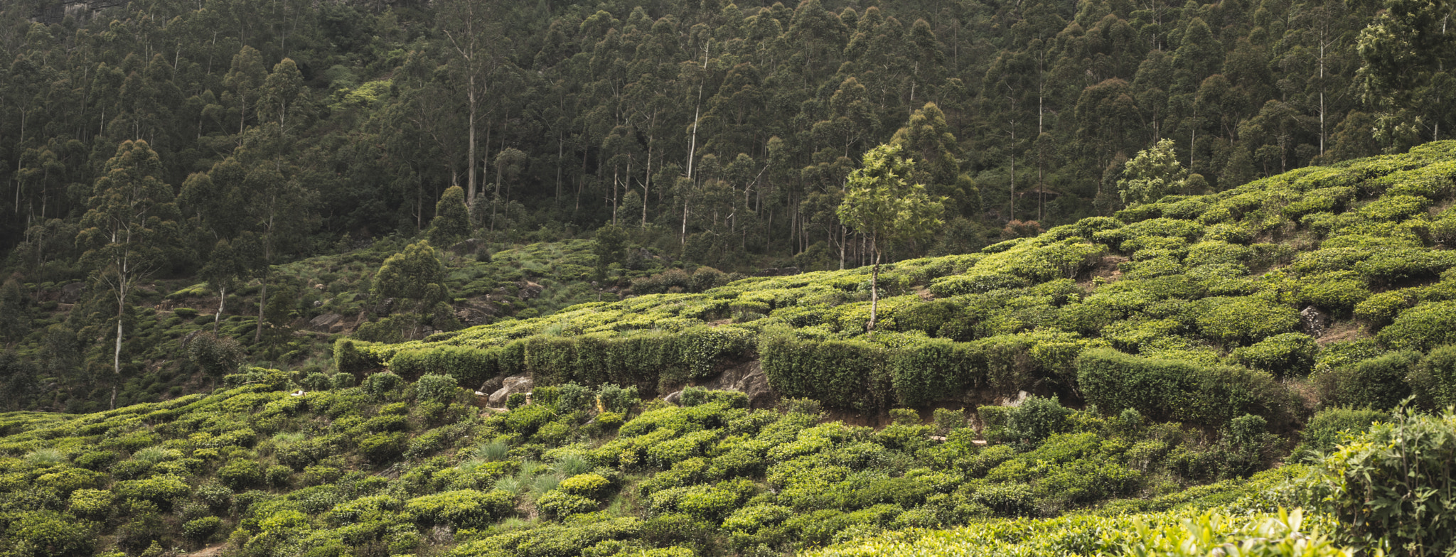 Nikon D810 + Nikon AF Nikkor 50mm F1.8D sample photo. Tea field photography