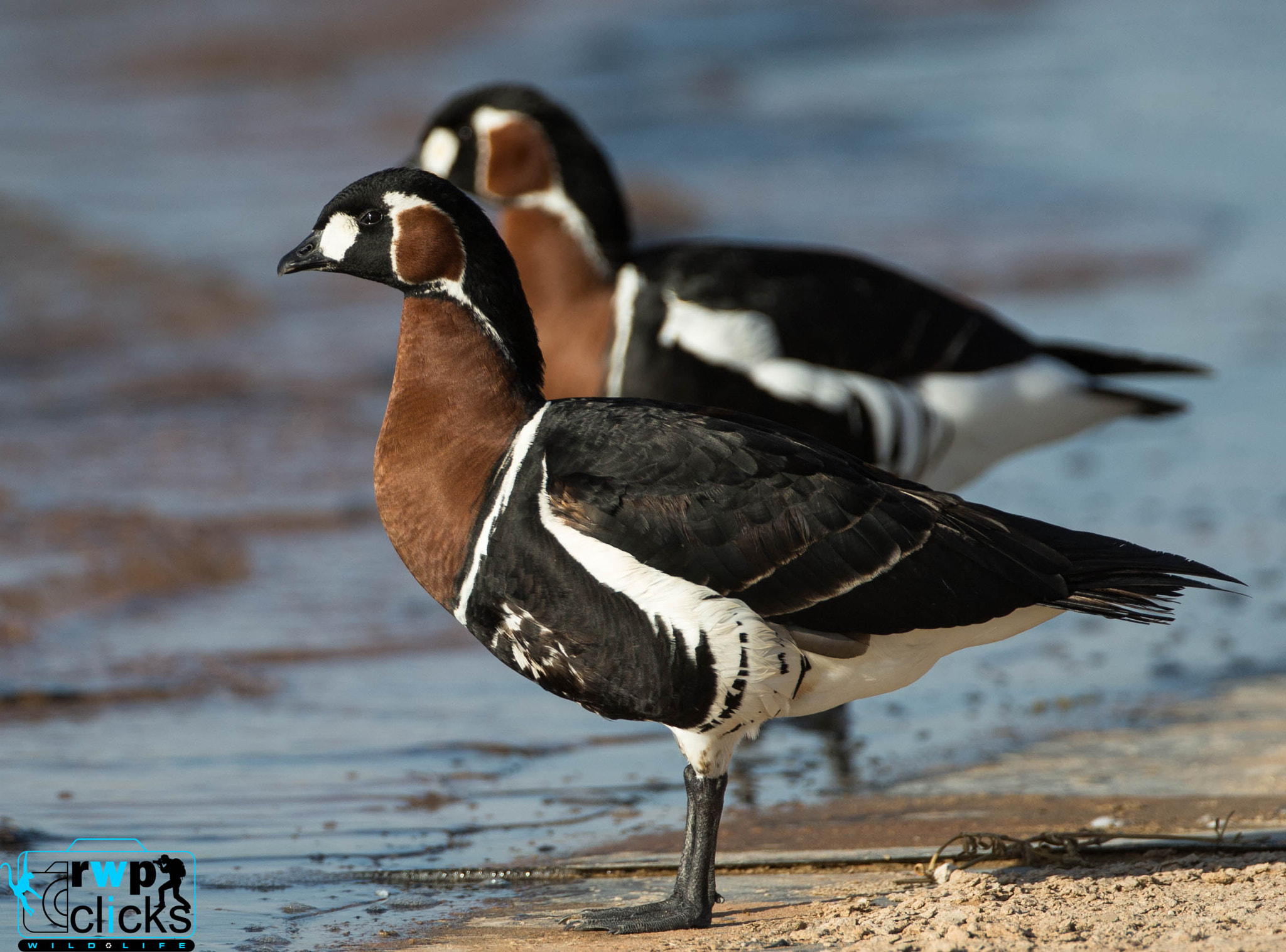 Canon EF 500mm F4L IS USM sample photo. Ducks photography