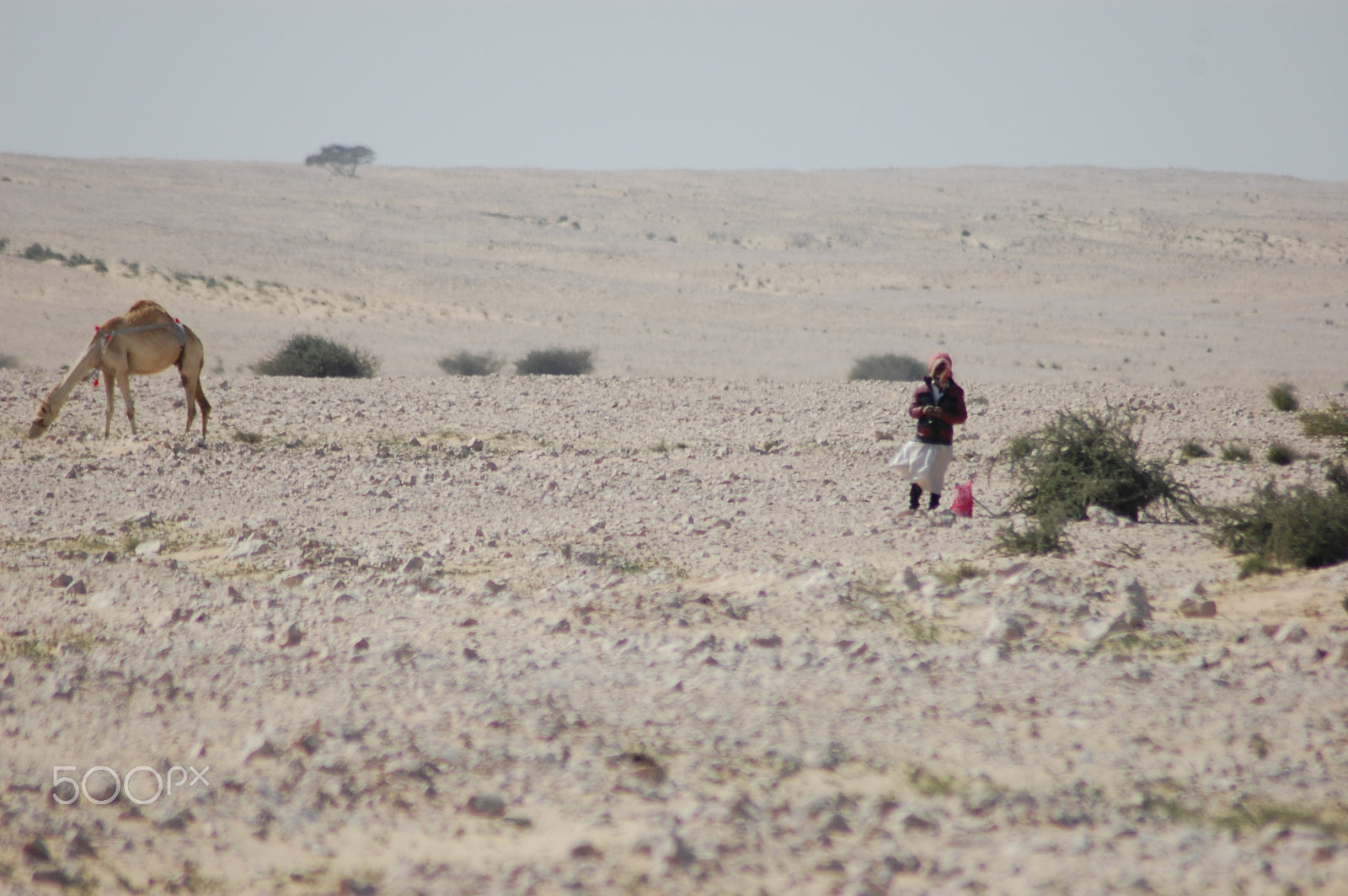 Nikon AF Nikkor 70-300mm F4-5.6G sample photo. A herder and his camel photography