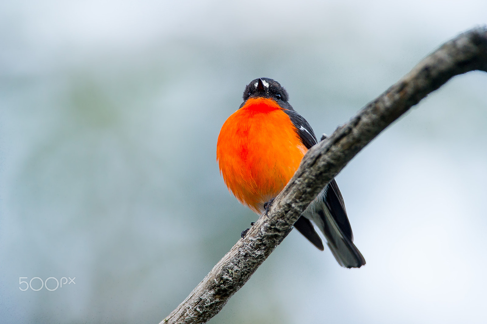 AF-S Nikkor 300mm f/2.8D IF-ED II sample photo. Flame robin 2 photography