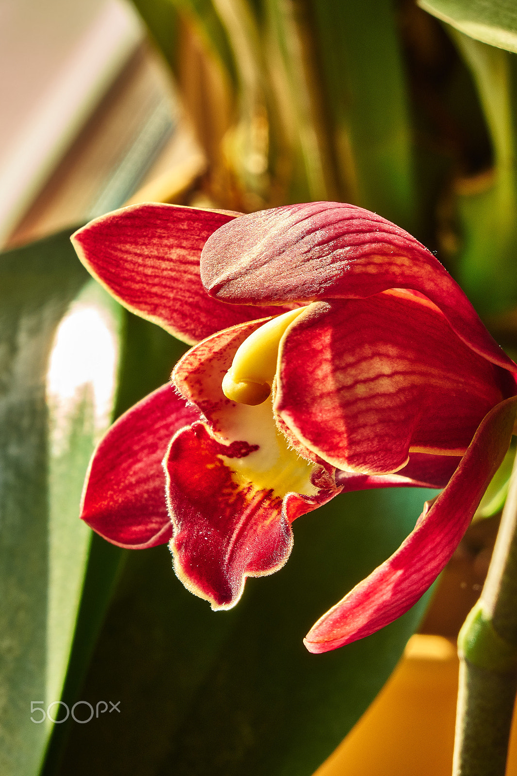 Sony Cyber-shot DSC-RX10 + Sony Cyber-shot DSC-RX10 sample photo. Blooming orchid [2017] photography