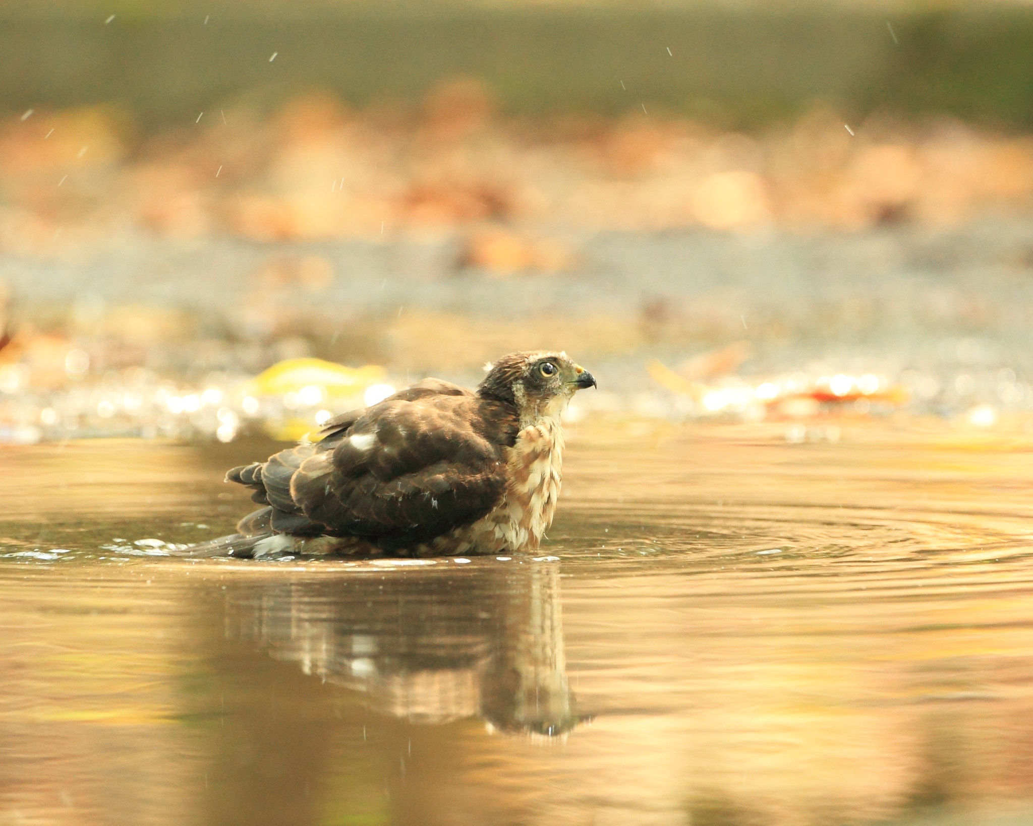 Canon EF 500mm F4L IS USM sample photo. ツミ japanese lesser sparrowhawk photography